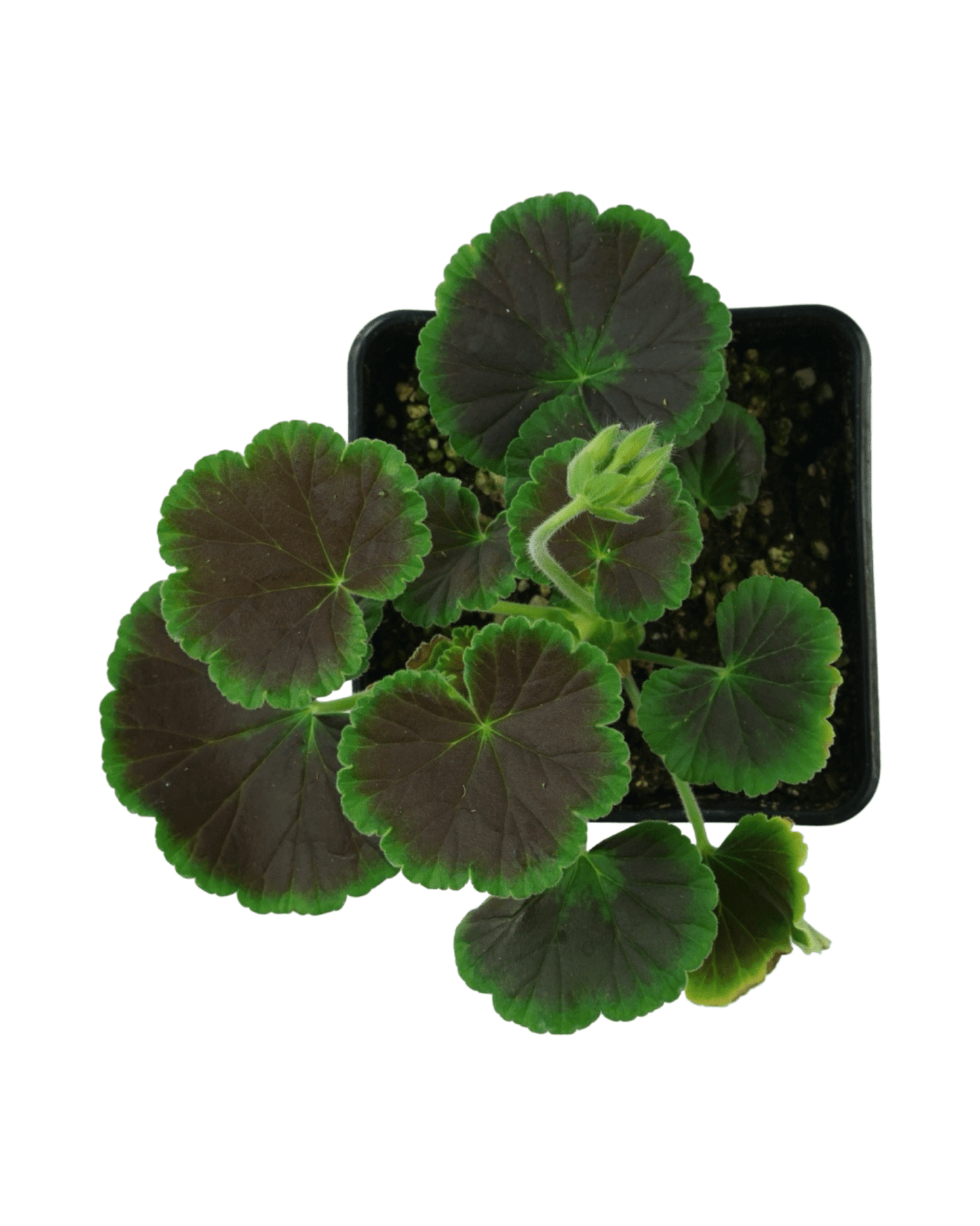 Geranium Zonal ‘Brocade Fire Night’ - The Garden Corner