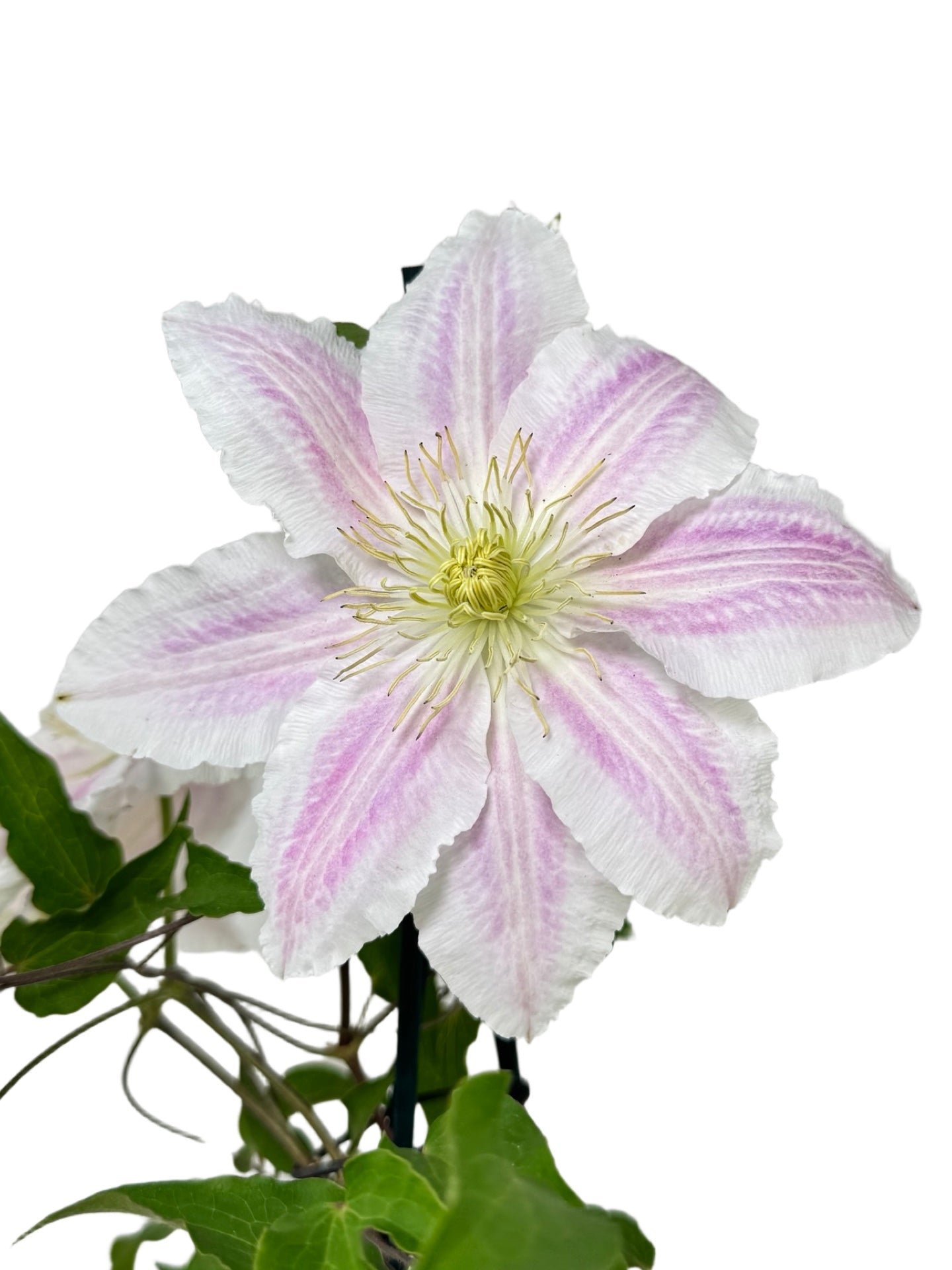 Clematis 'Cotton Candy' - Shrubs
