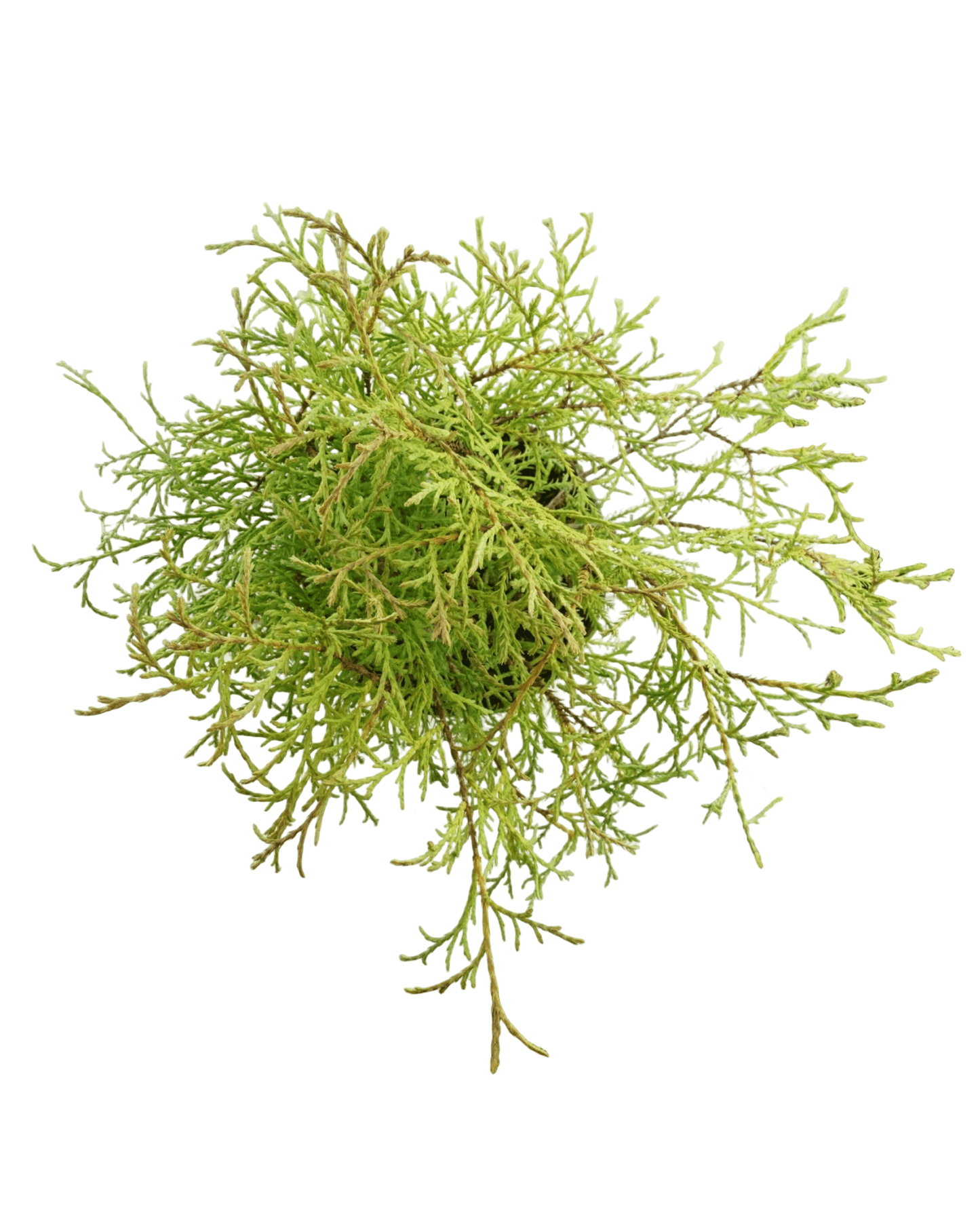 Thuja occidentalis 'Mr Bowling Ball' - The Garden Corner
