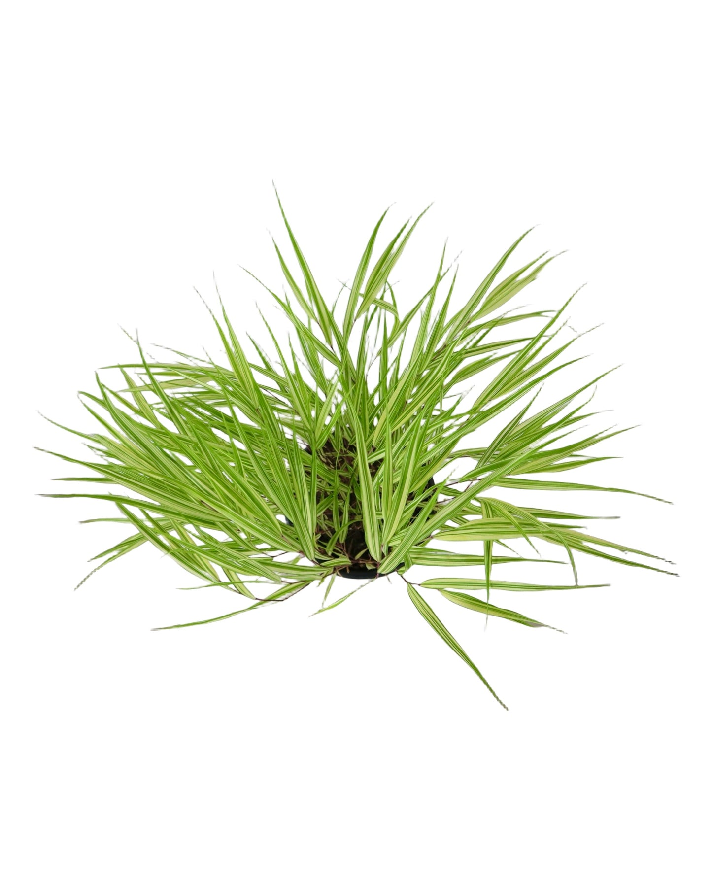 Hakonechloa macra 'Lime Zest' - Perennials