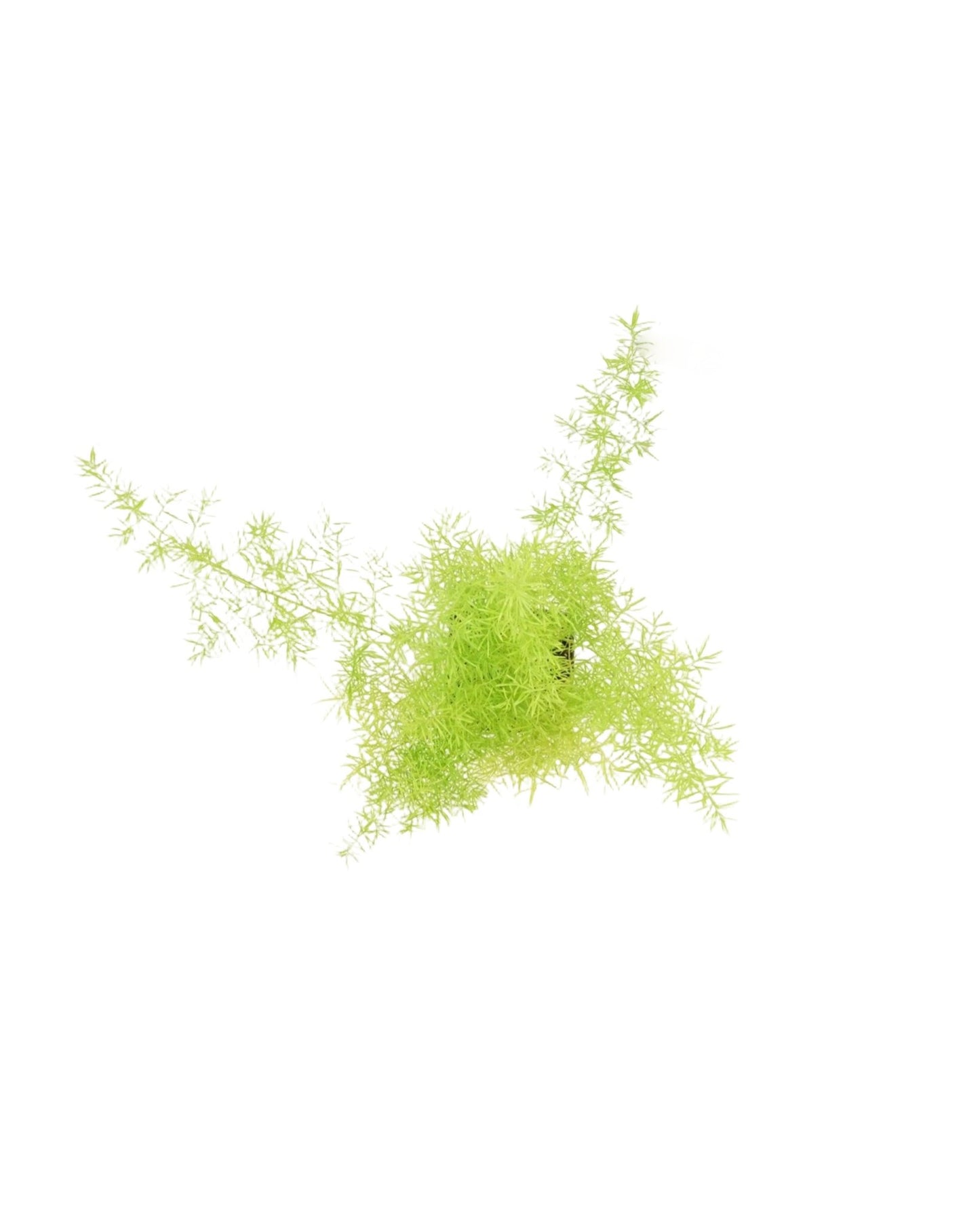 Asparagus densiflorus 'Sprengeri' - The Garden Corner