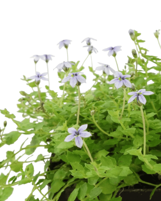 Laurentia fluviatilis - The Garden Corner