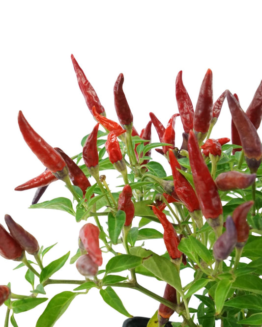 Capsicum annuum 'Sangria' - The Garden Corner