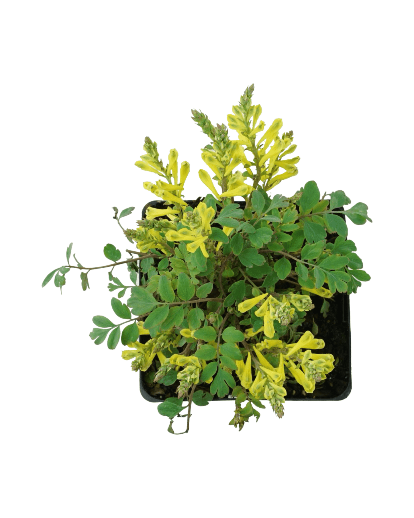Corydalis 'Canary Feathers' - The Garden Corner