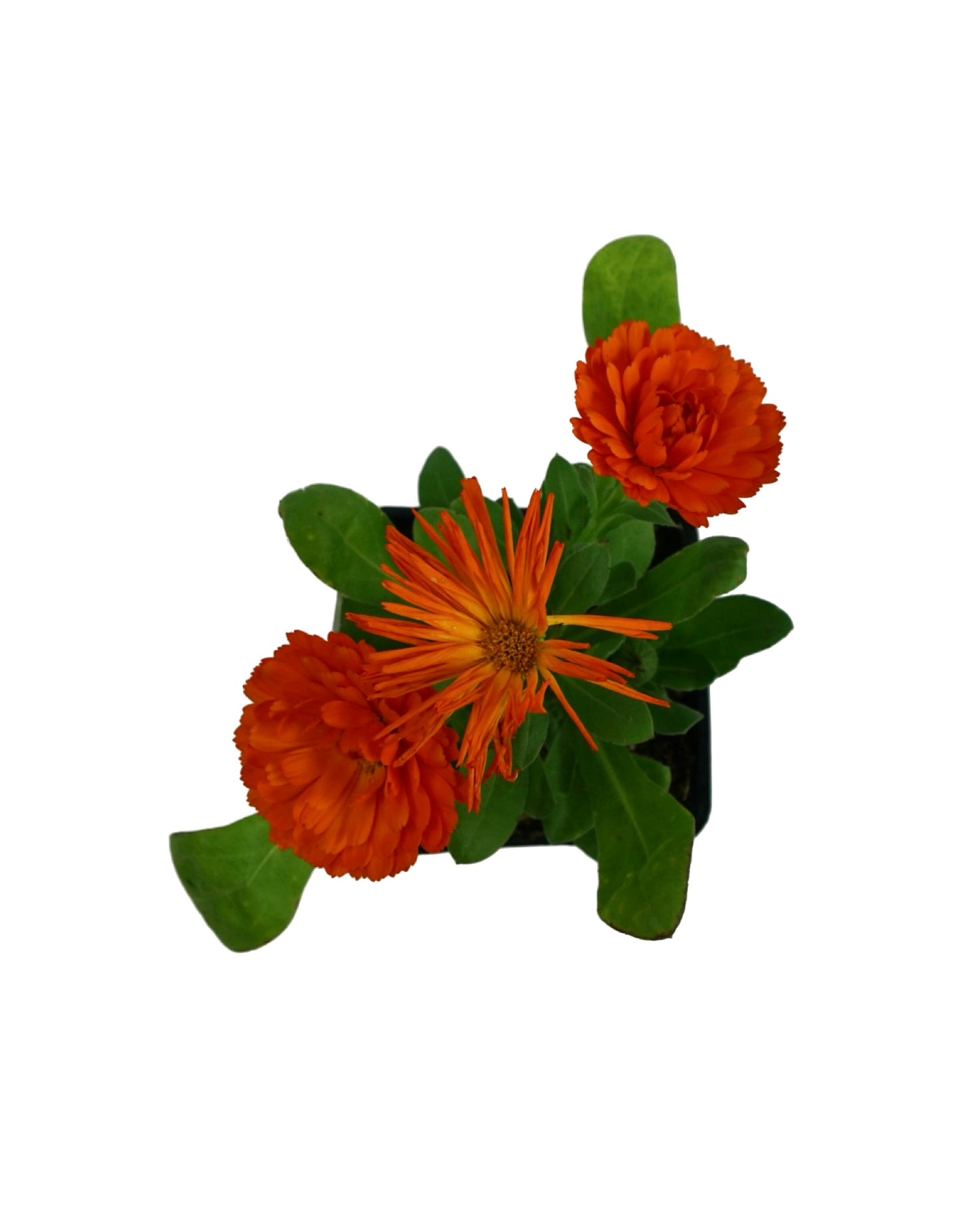 Calendula Bon Bon Mix - The Garden Corner