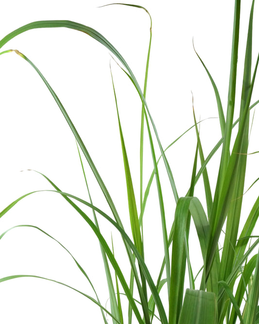 Miscanthus sinensis 'Cabaret' - Perennials