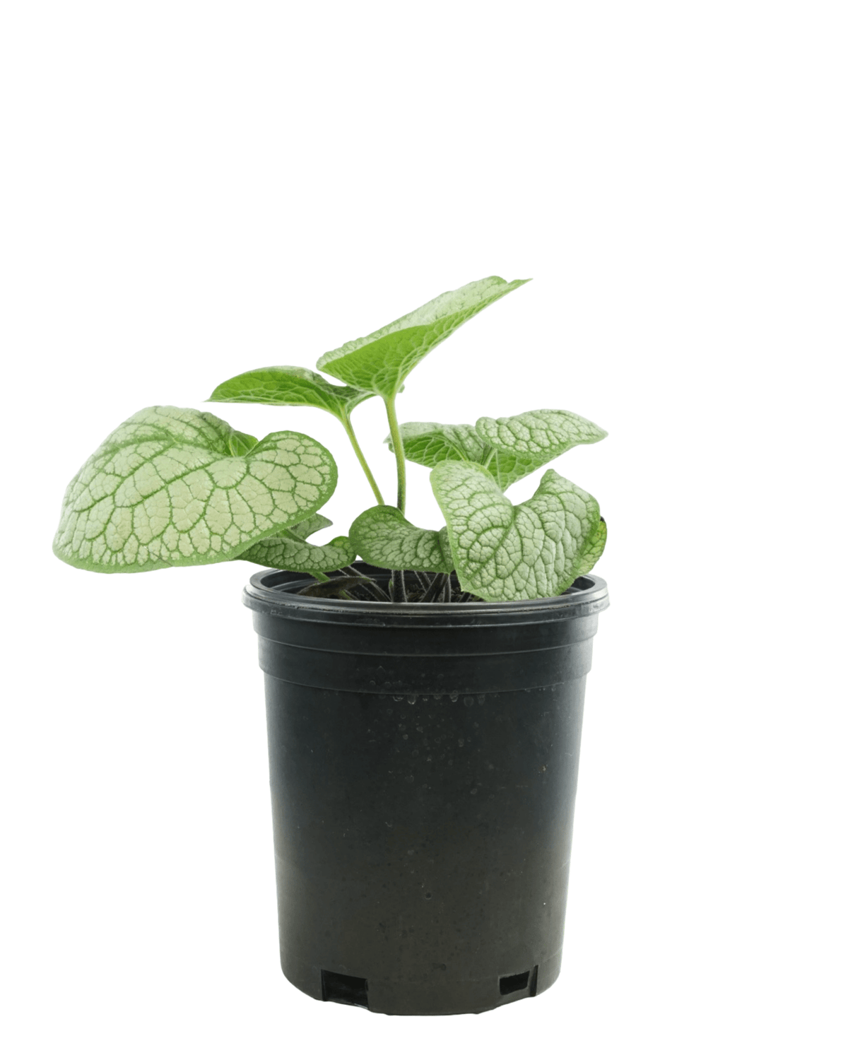 Brunnera macrophylla 'Sea Heart' - Perennials