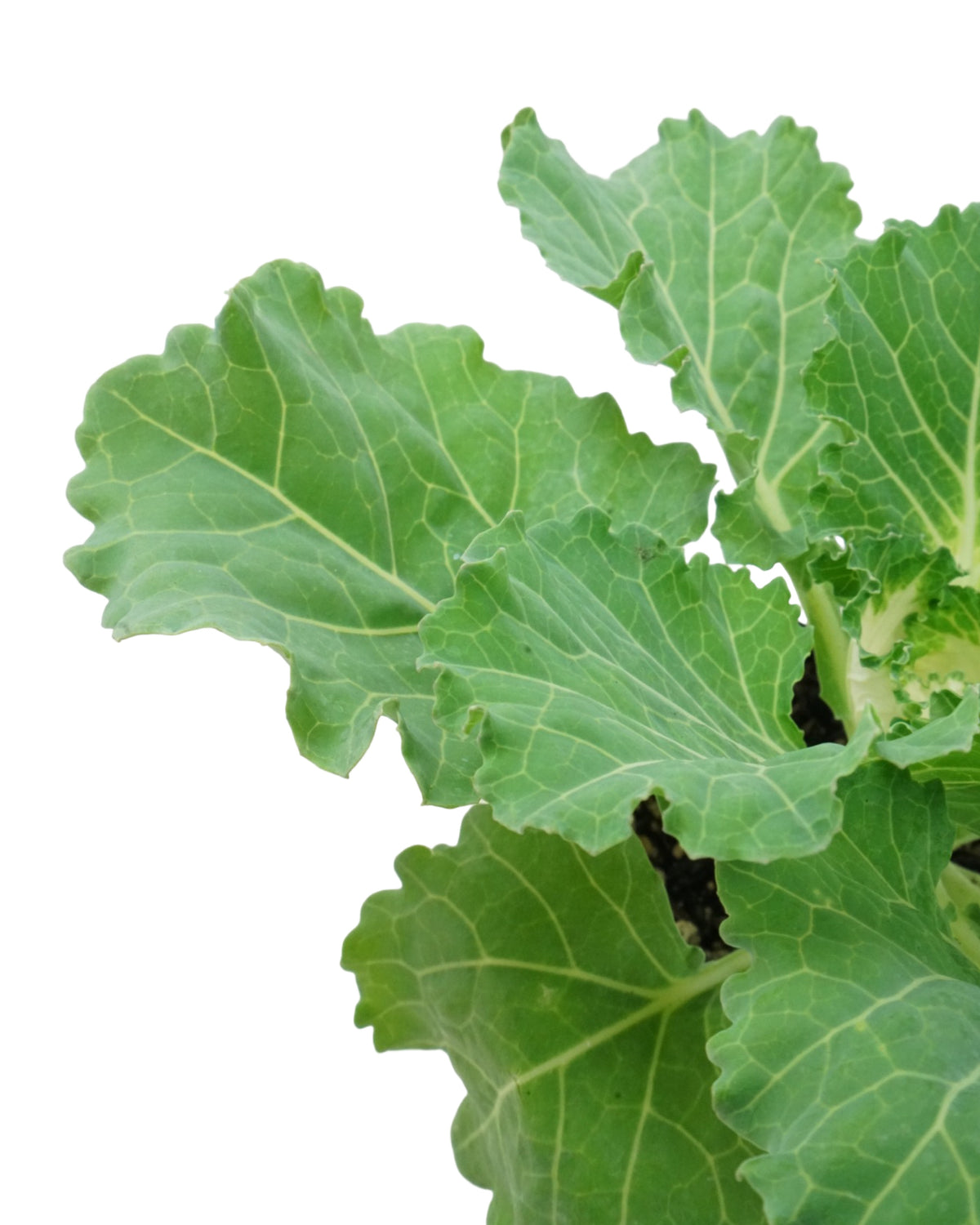 Cabbage 'Osaka IQ PInk' - Seasonal Plant