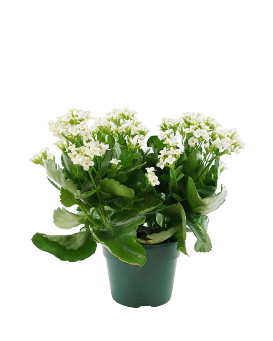 Kalanchoe Calandiva, Assorted - House Plants