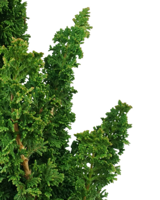 Thuja occidentalis 'Primo' - The Garden Corner