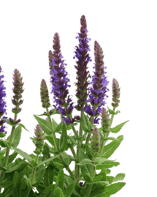 Salvia sylvestris 'Little Night' - The Garden Corner