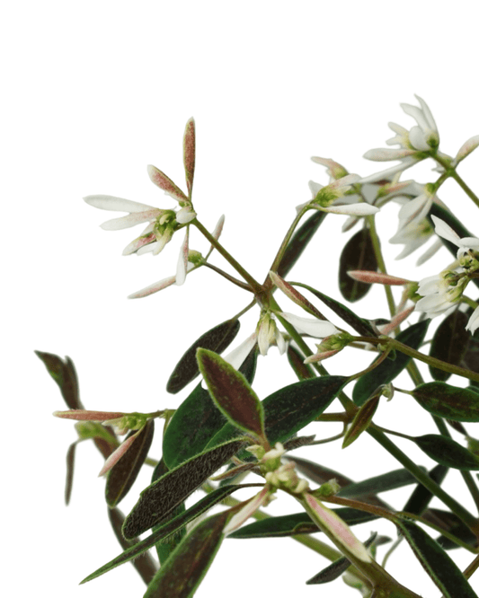 Euphorbia Breathless® ‘Blush’ - The Garden Corner