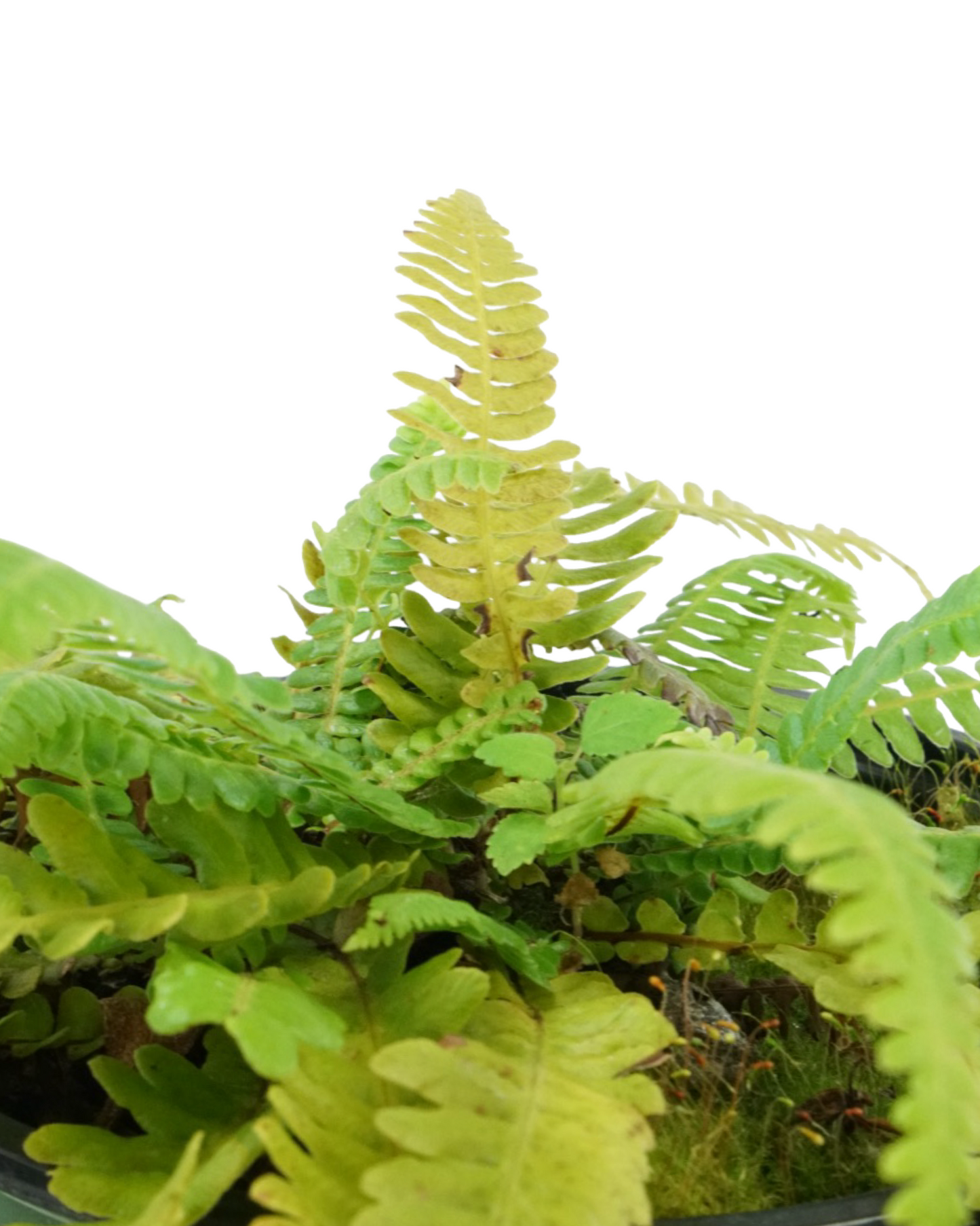 Blechnum spicant 'Deer Fern'