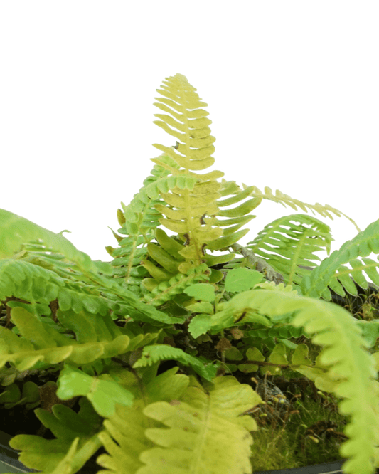 Blechnum spicant 'Deer Fern' - The Garden Corner