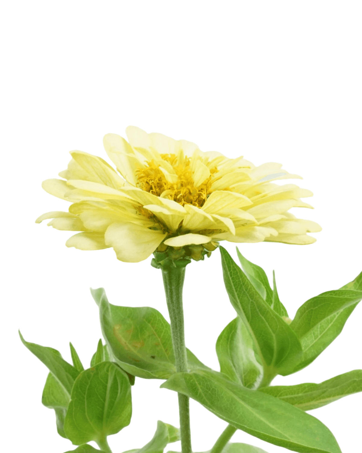 Zinnia Dreamland Mix - Annuals