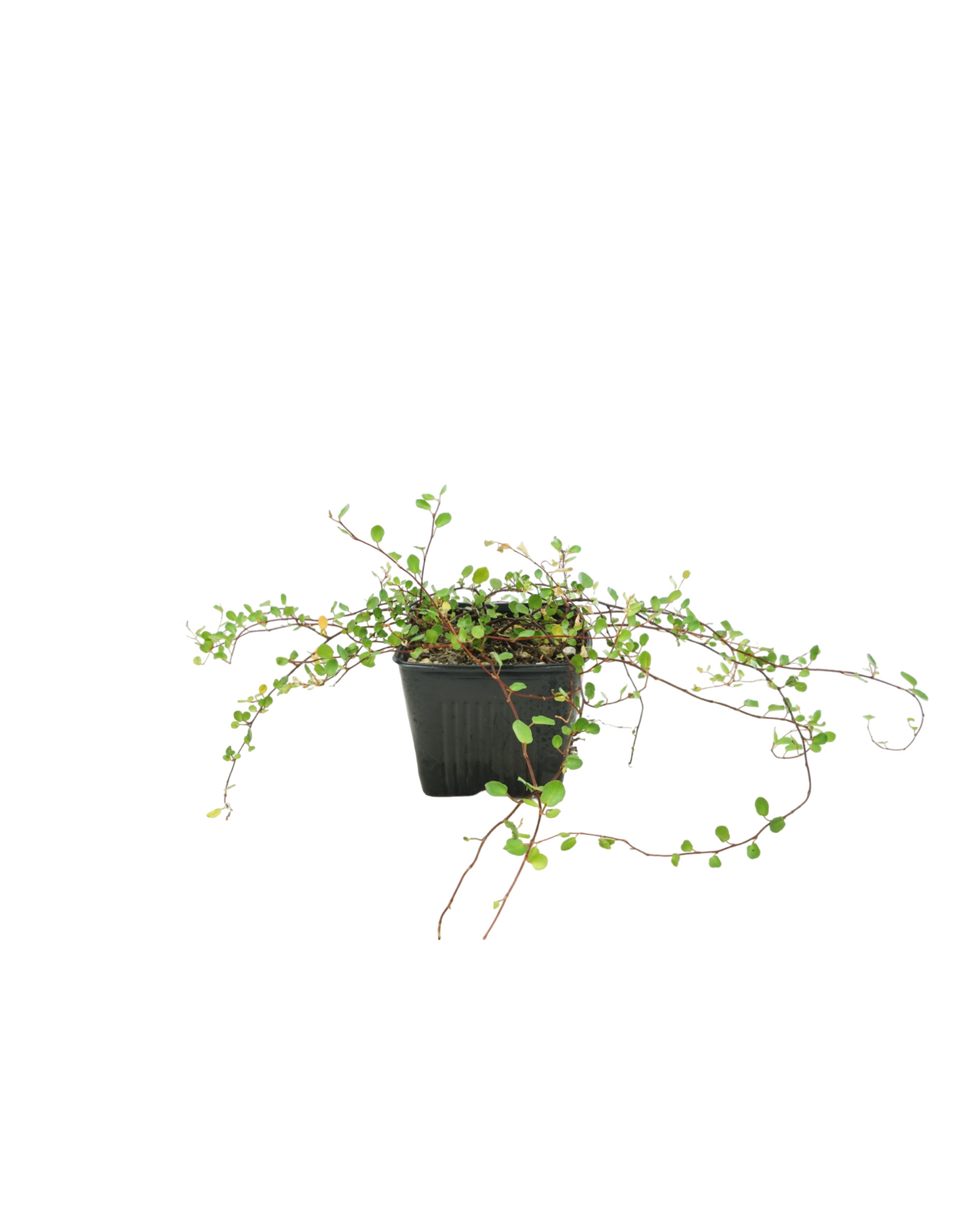 Muehlenbeckia complexa