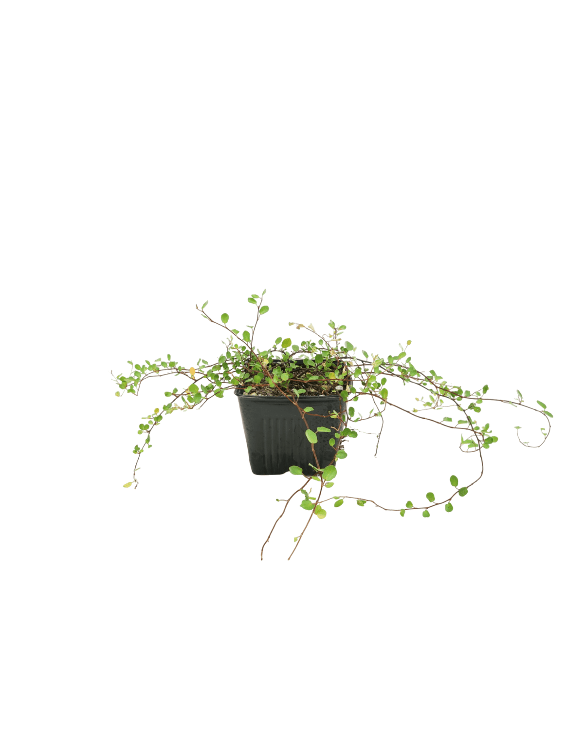 Muehlenbeckia complexa - Groundcovers