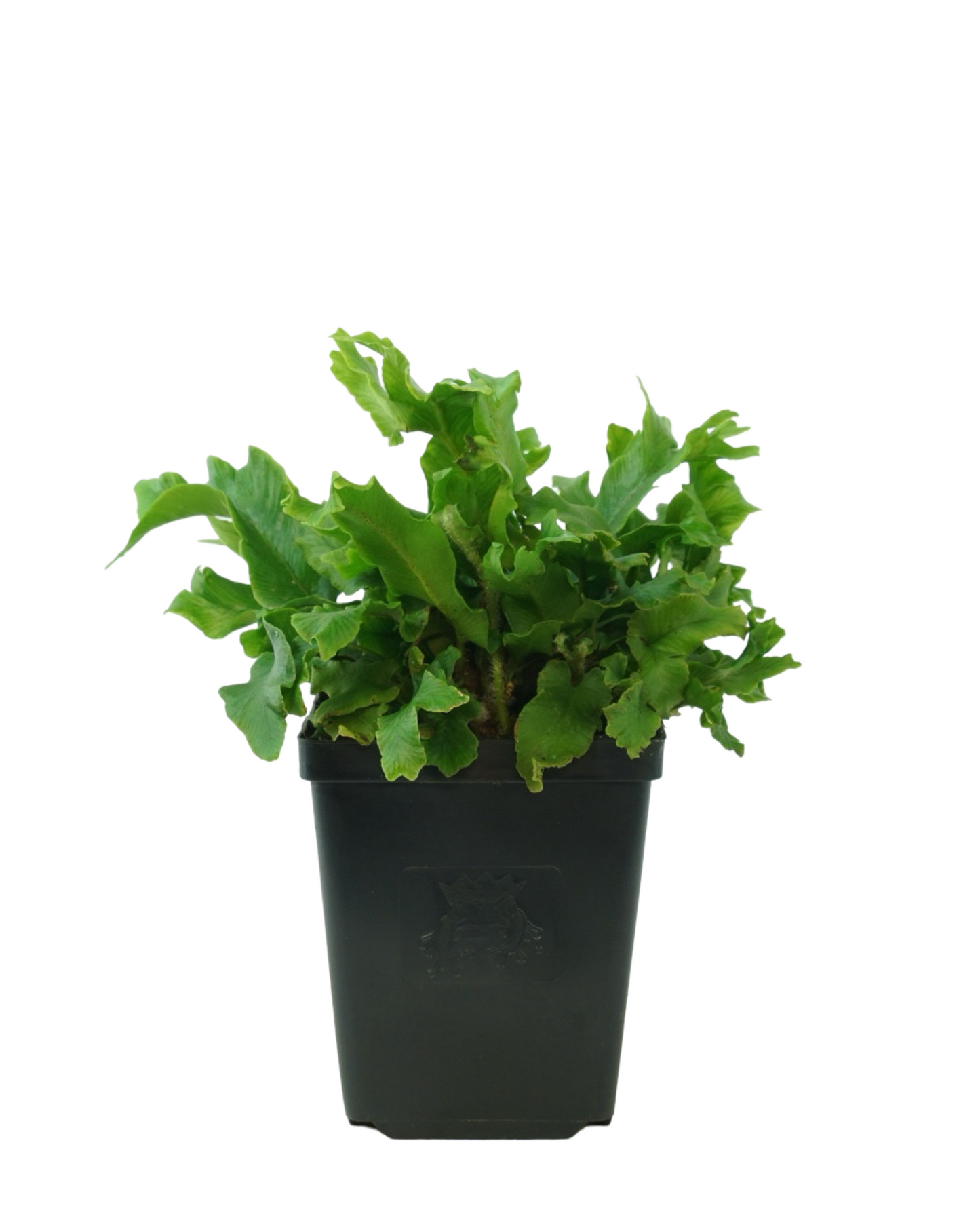 Asplenium scolopendrium 'Furcata'