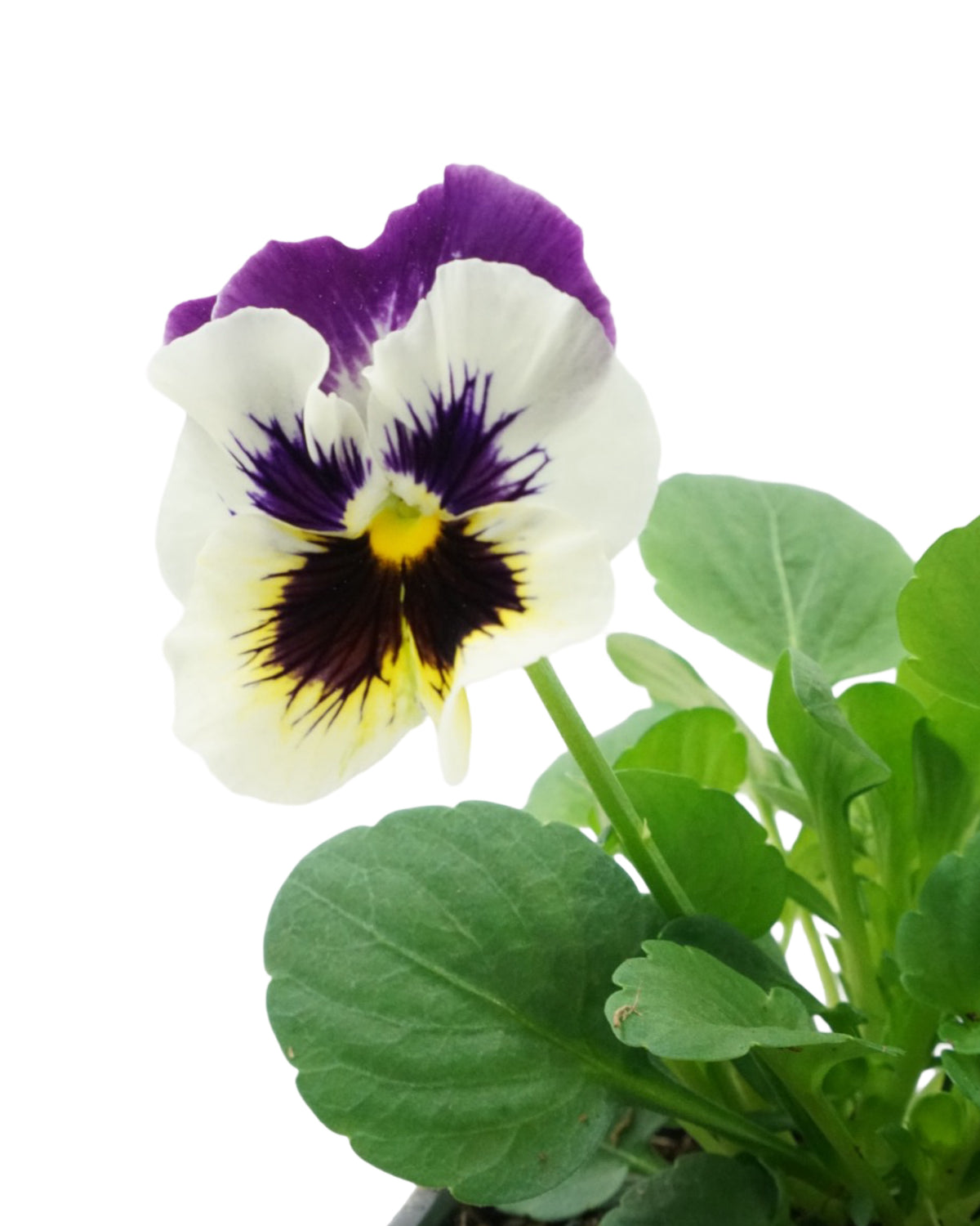Pansy - Seasonal Plant