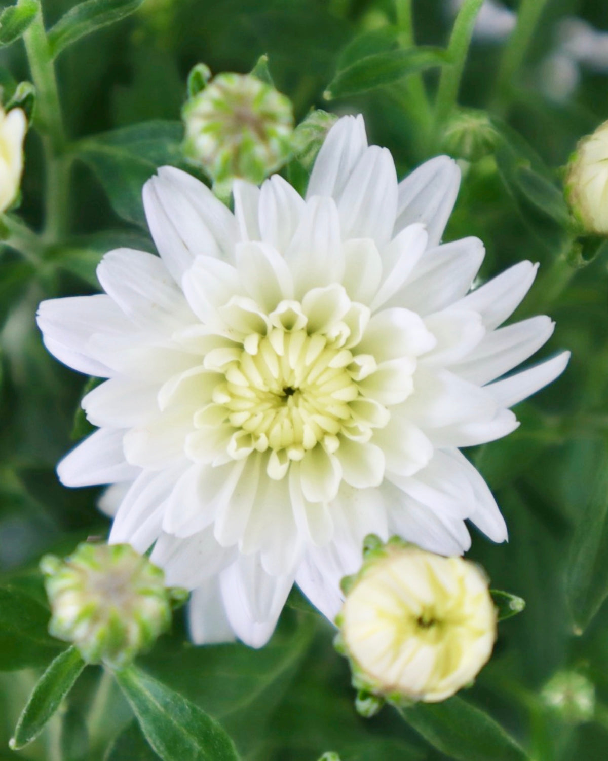 Chrysanthemum 'Celestial White' - Seasonal Plant