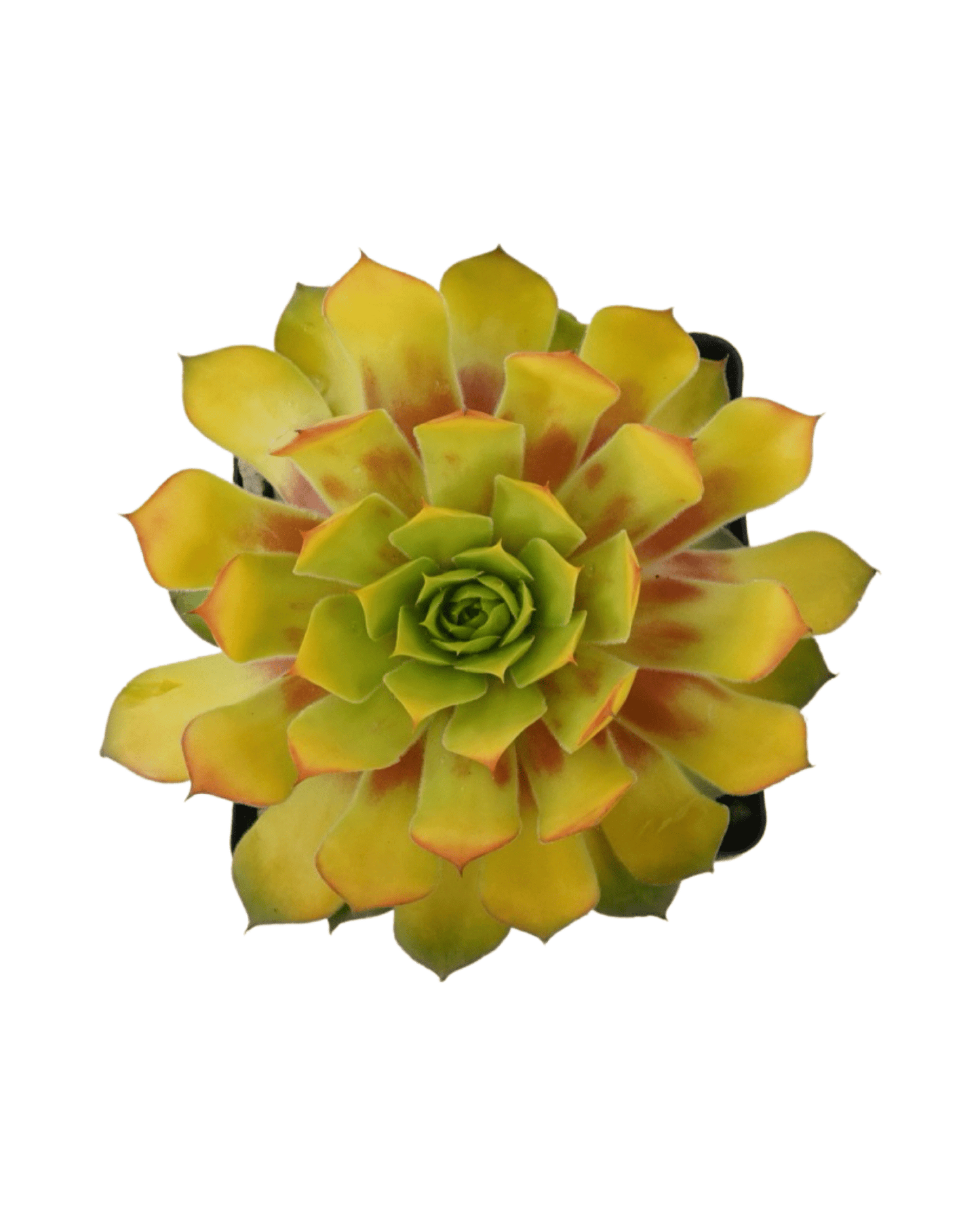 Sempervivum 'Gold Nugget' - The Garden Corner