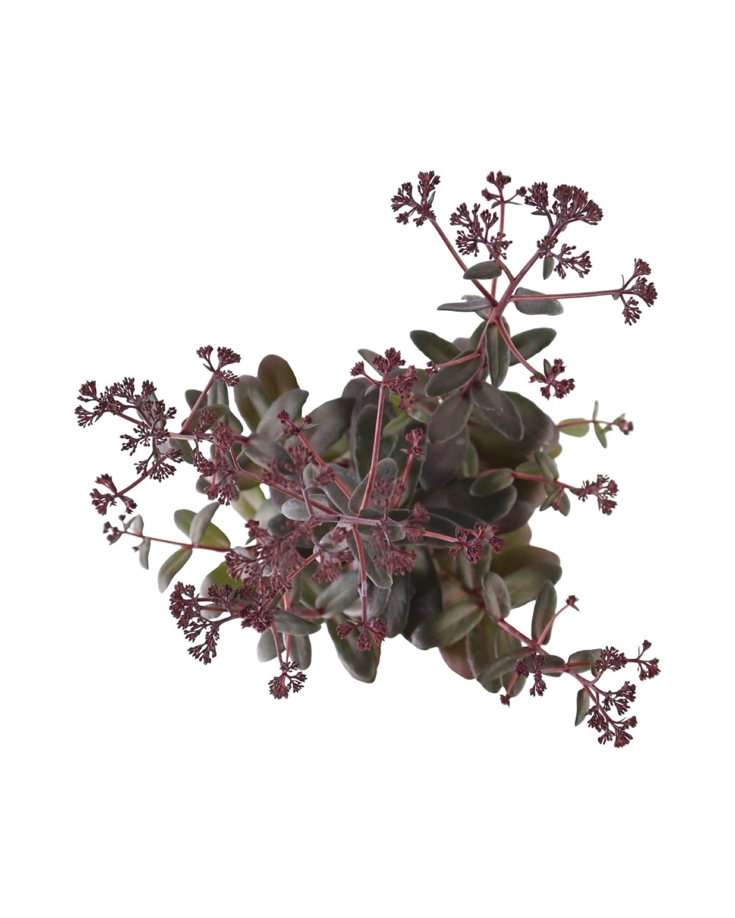 Sedum 'Desert Black' - Perennials
