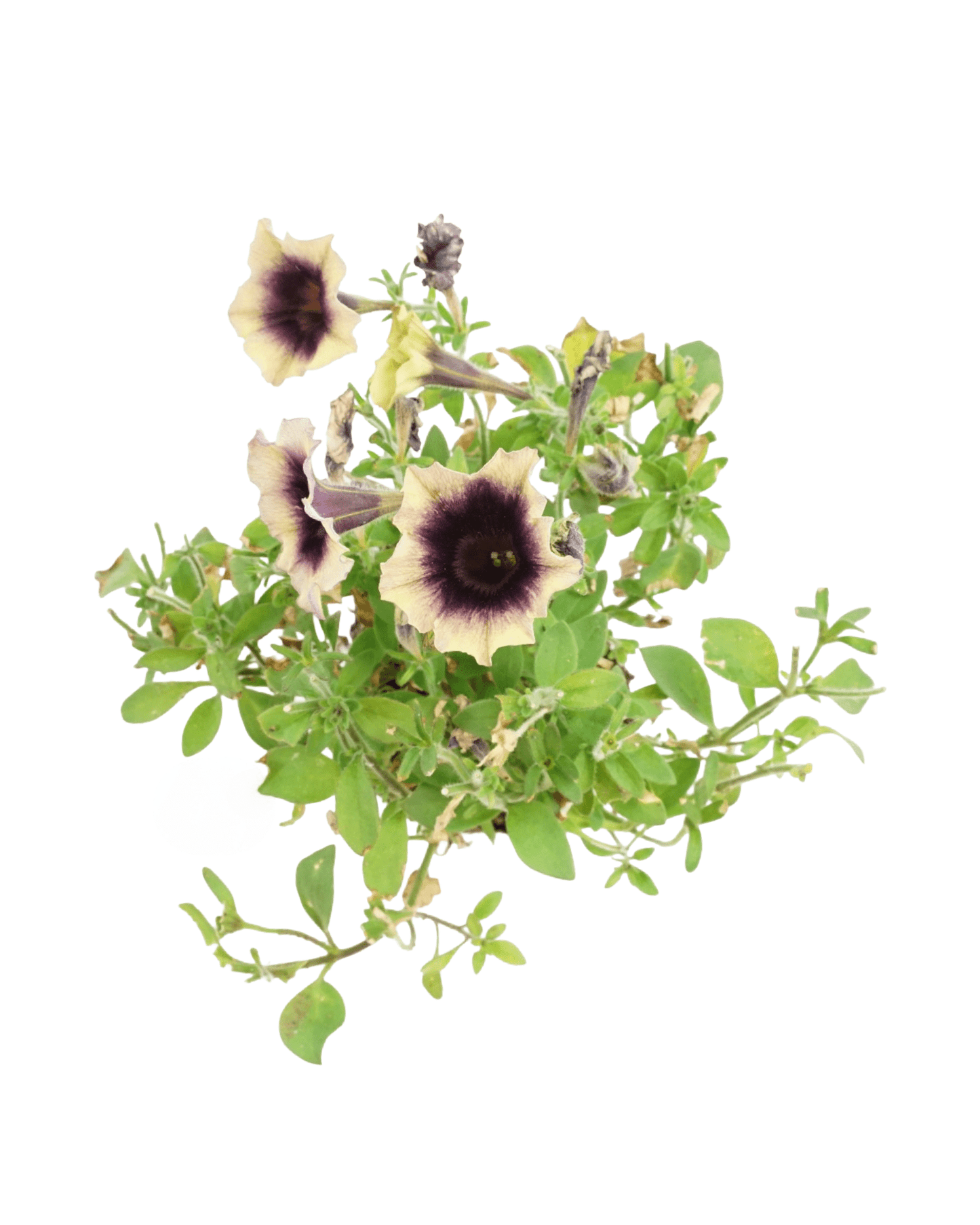 Petunia 'Surfinia Heavenly Blackberries & Cream' - The Garden Corner