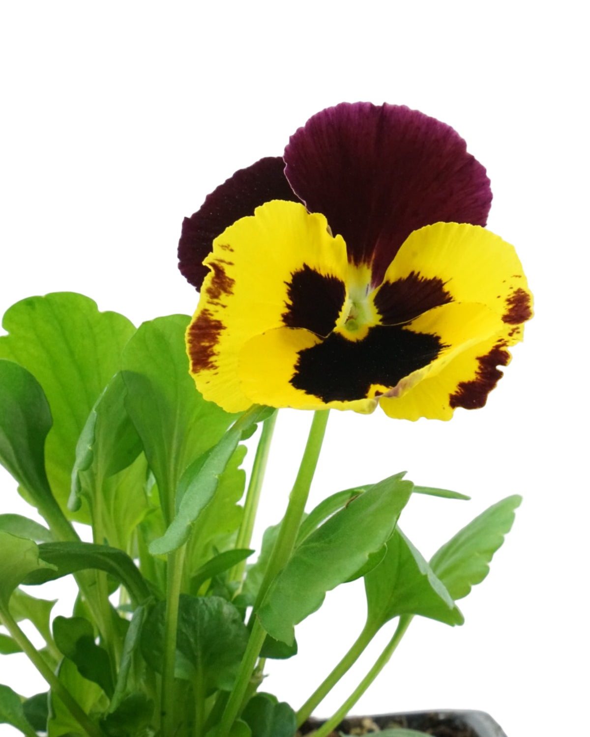Pansy - Seasonal Plant