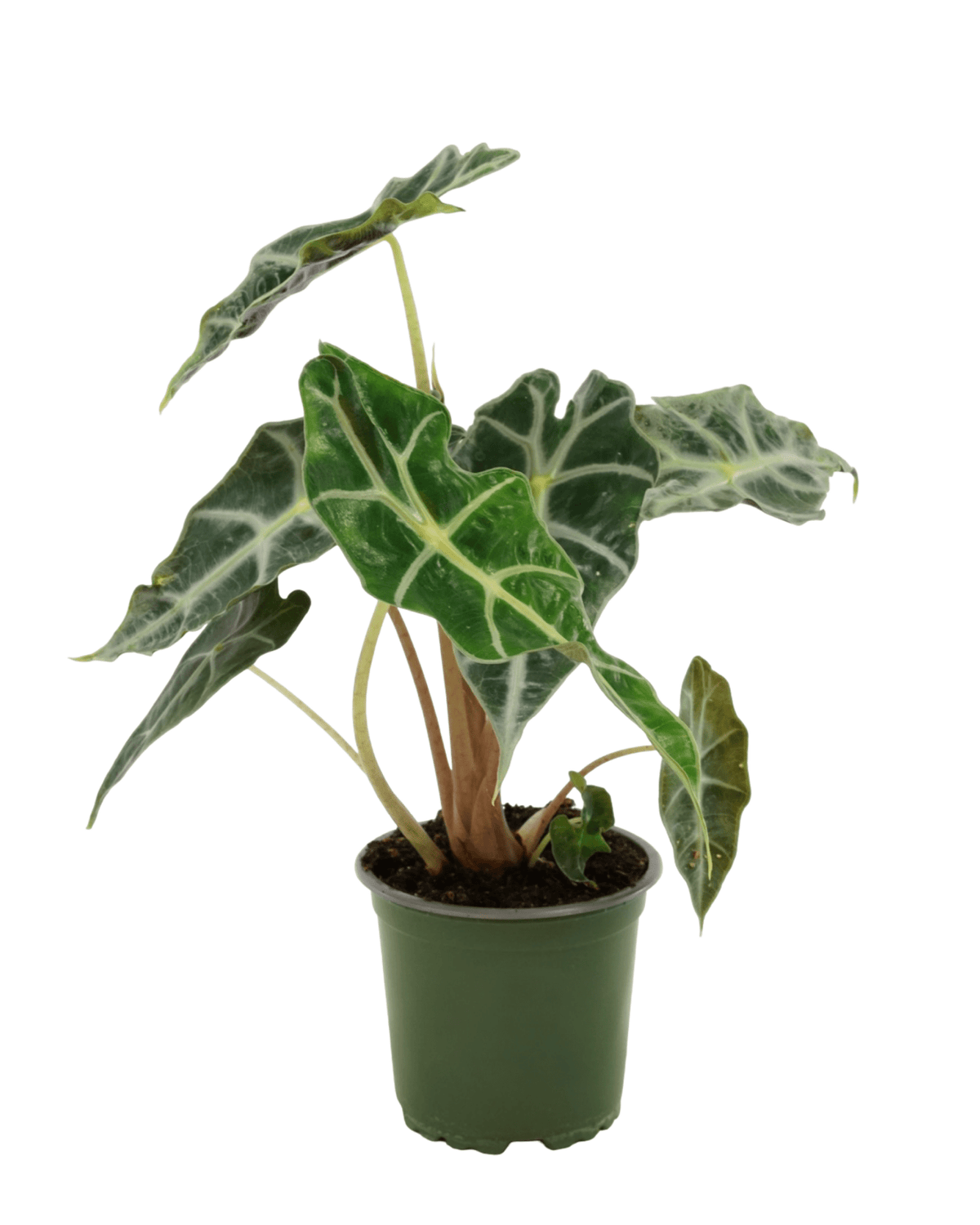 Alocasia amazonica - House Plants