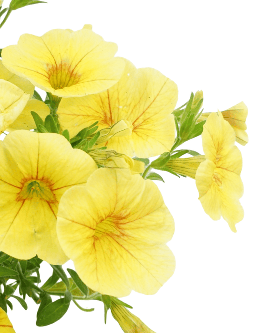 Calibrachoa 'Aloha Kona Honeycomb' - The Garden Corner