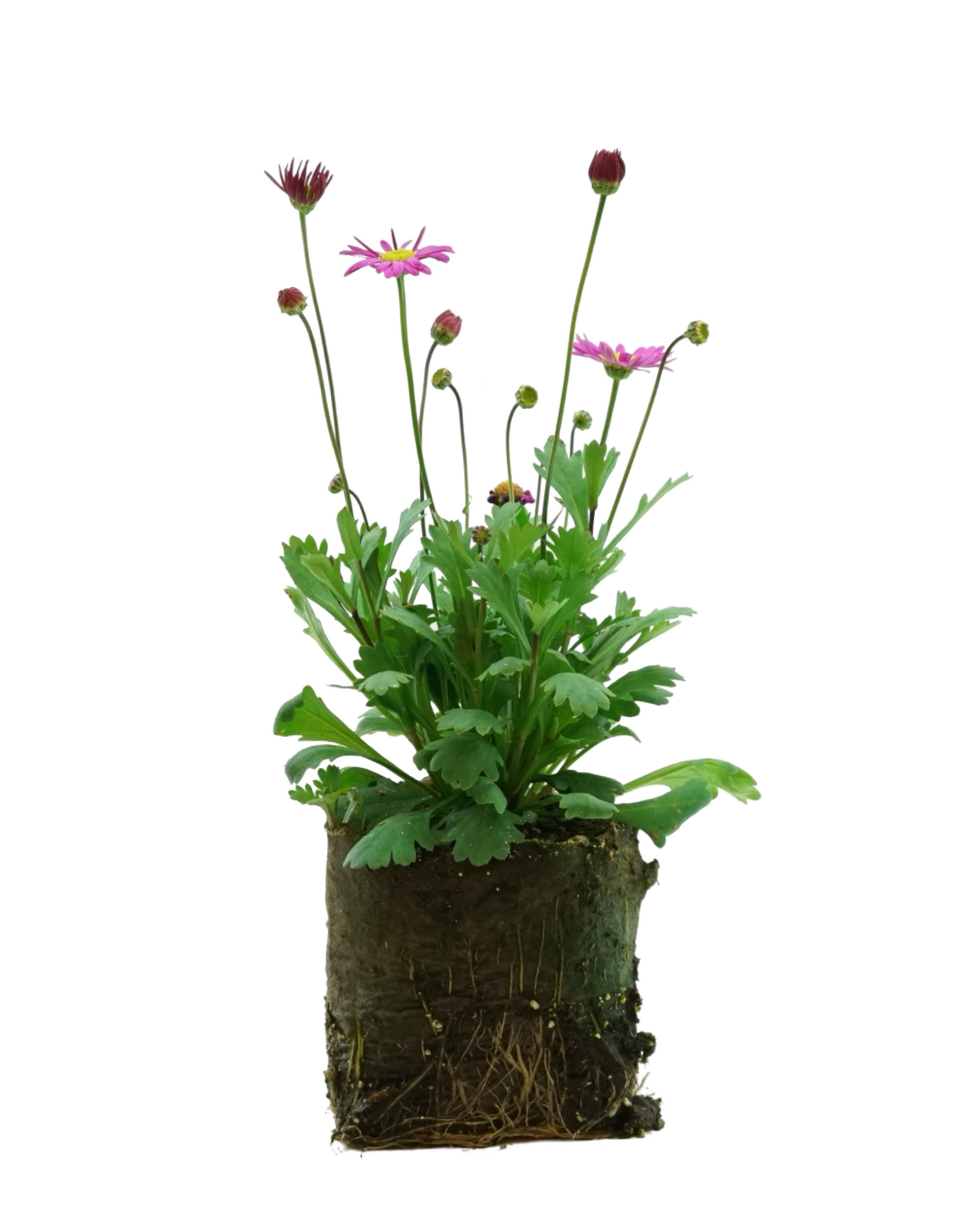 Brachyscome 'Fresco Candy'