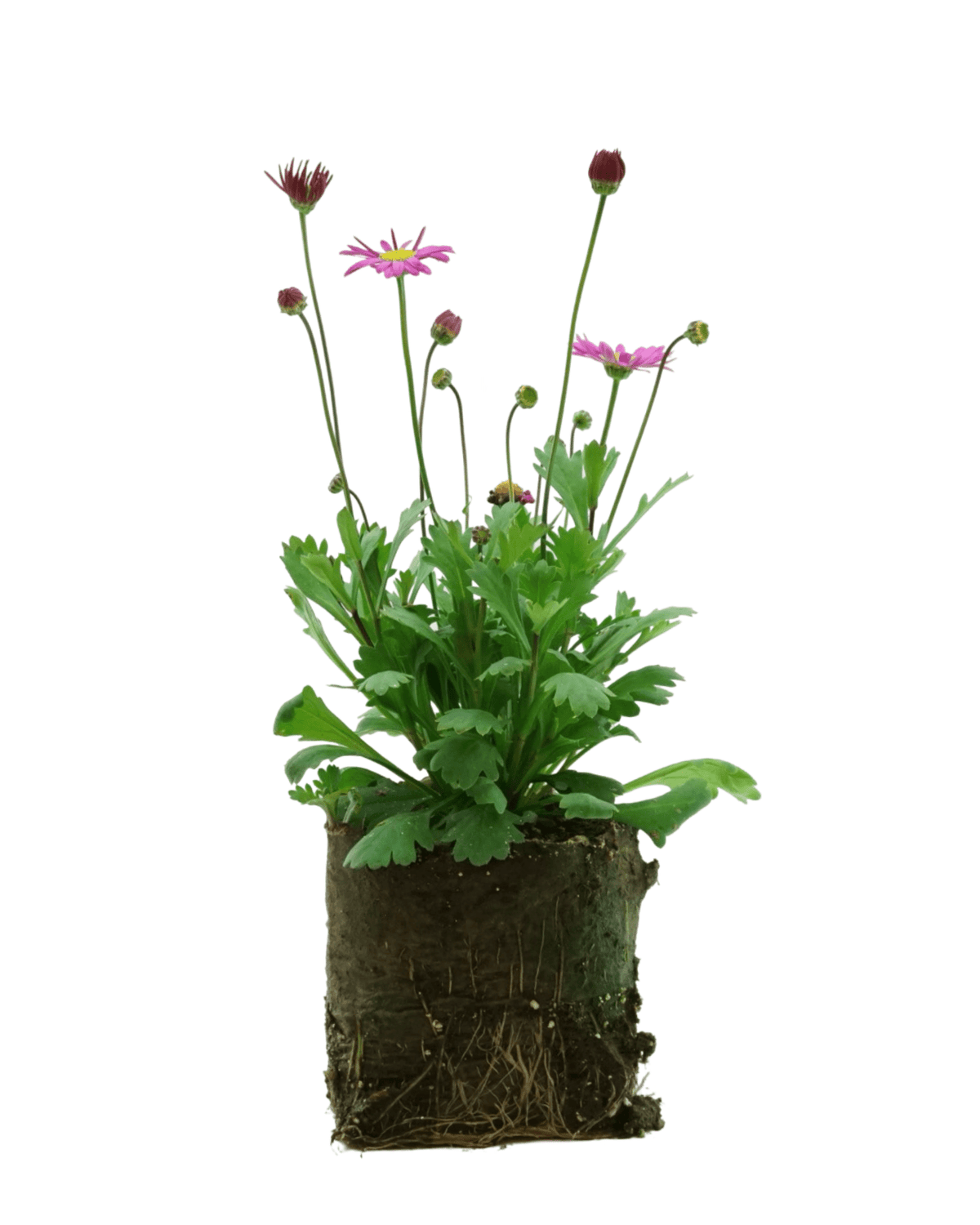 Brachyscome 'Fresco Candy' - Annuals