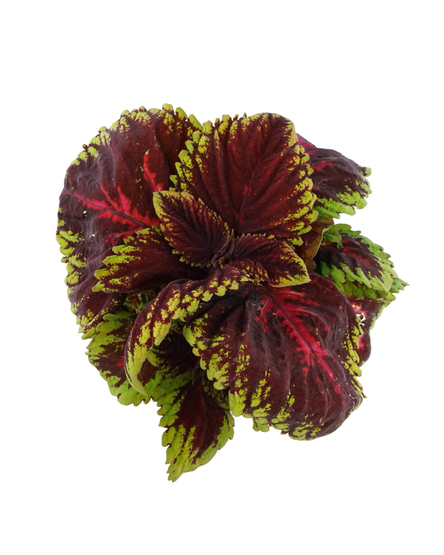 Coleus 'Kong Red'