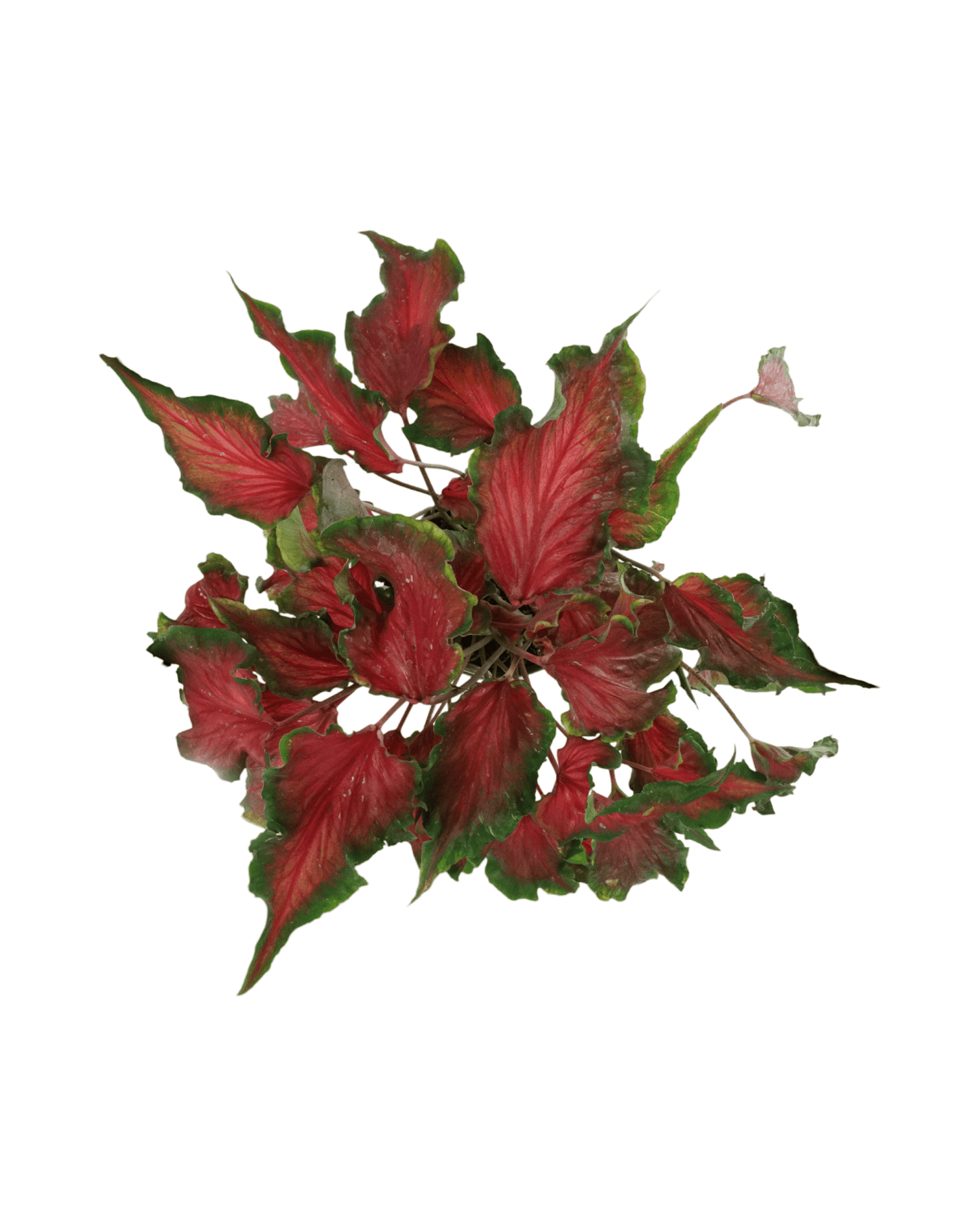 Caladium 'Red Frill' - The Garden Corner