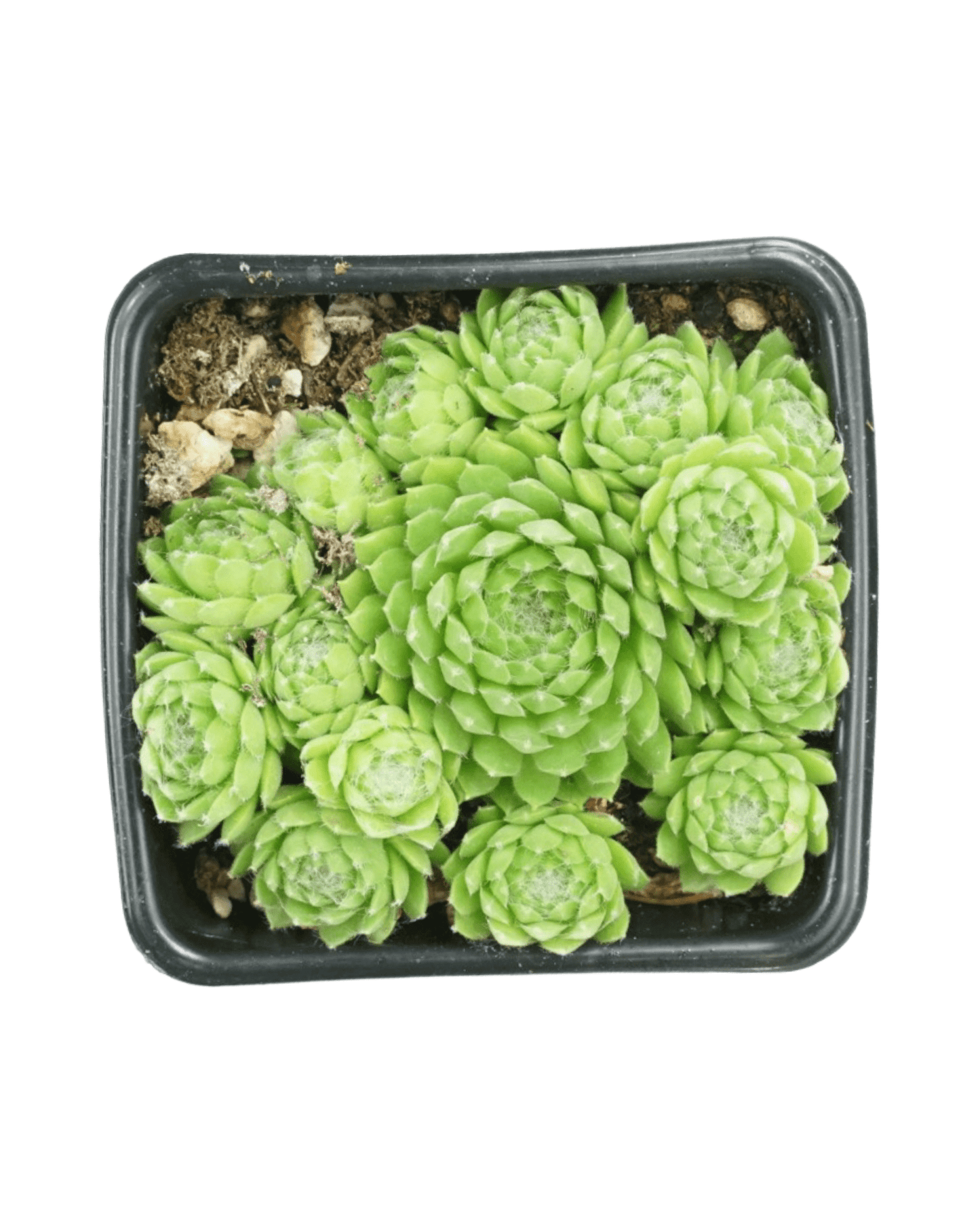 Sempervivum 'Pekinese' - The Garden Corner