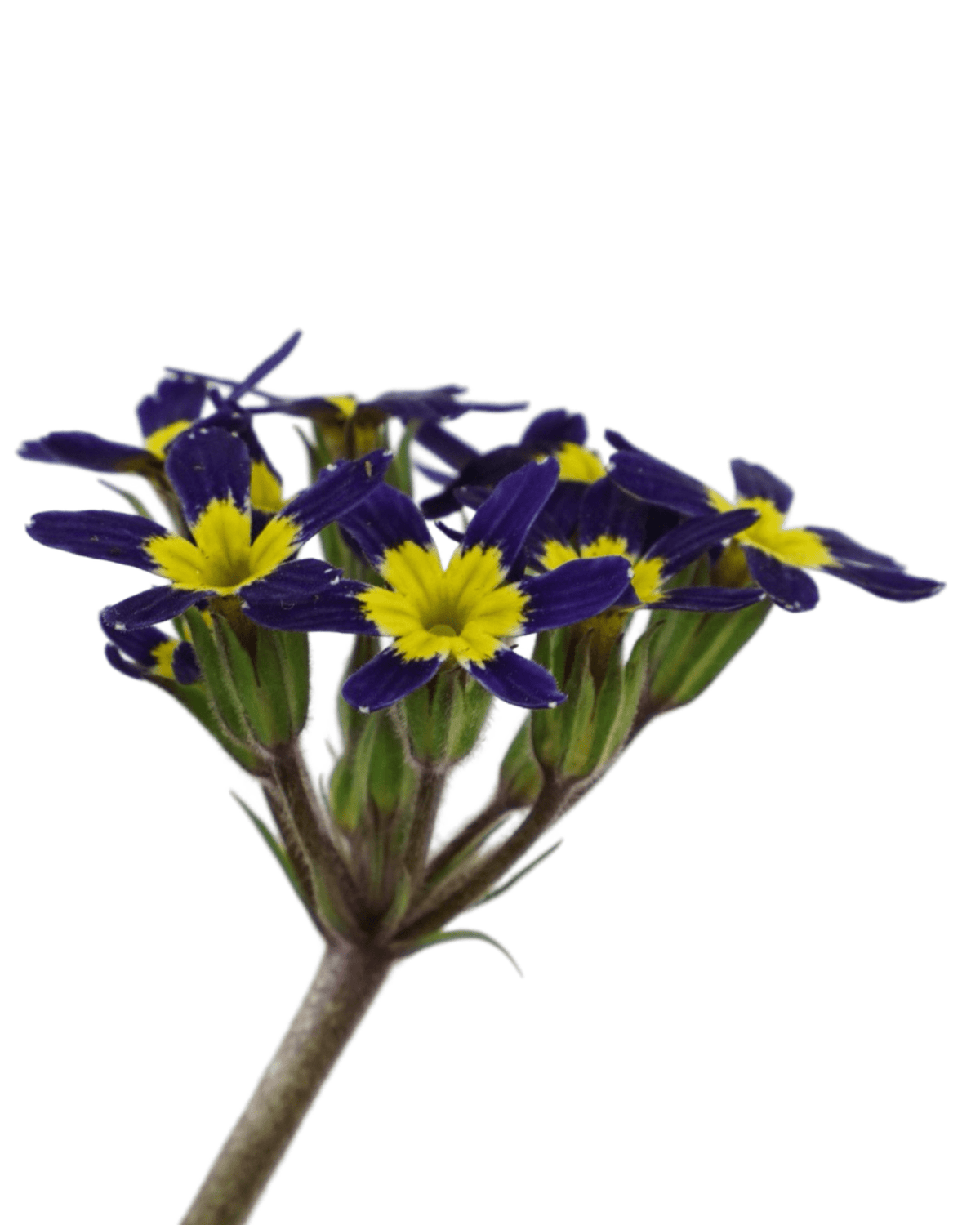 Primula 'Oakleaf Blue' - Perennials