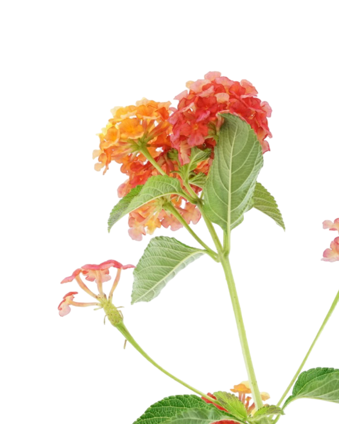 Lantana 'Landmark Citrus'