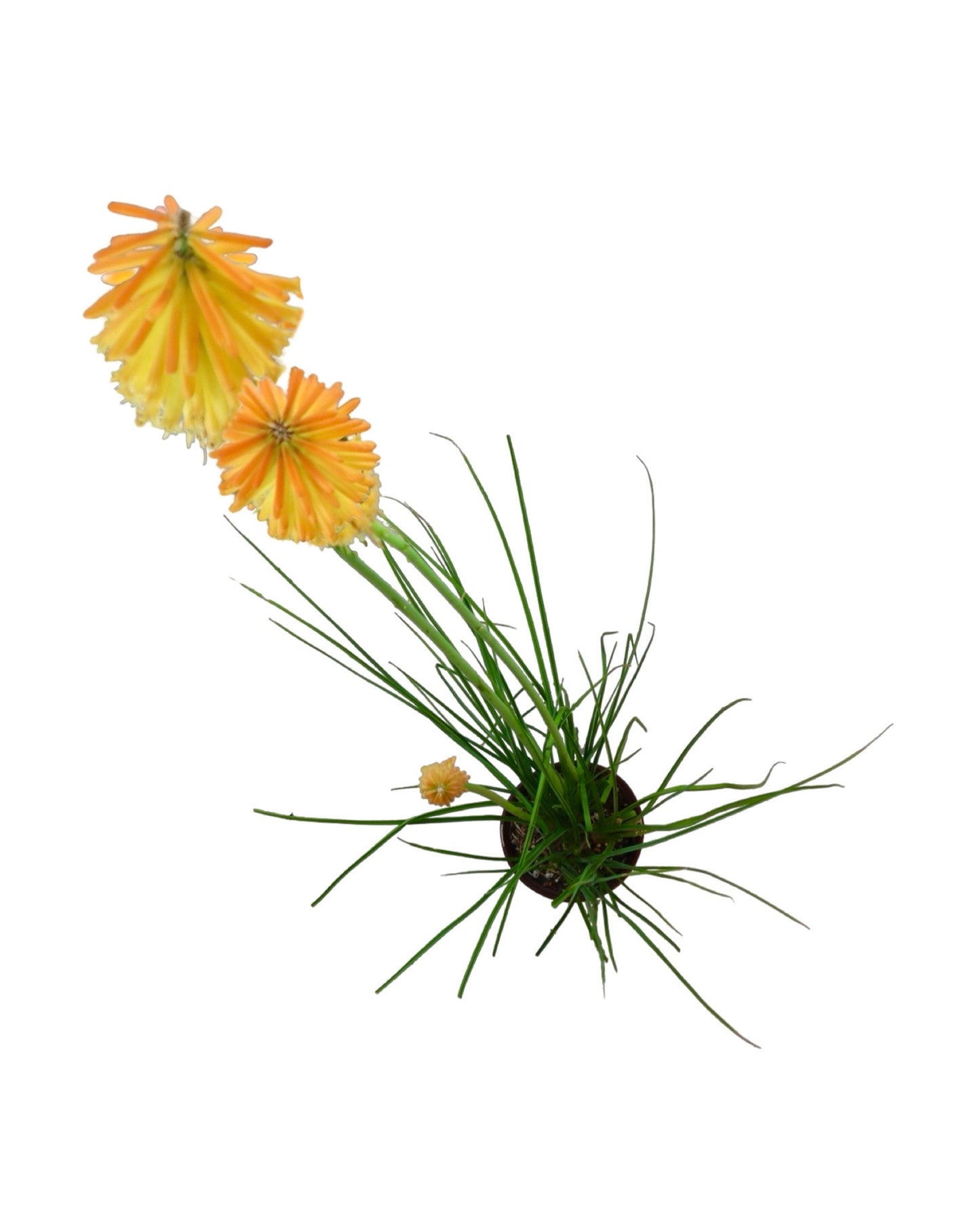 Kniphofia 'Mango Popsicle' - Perennials