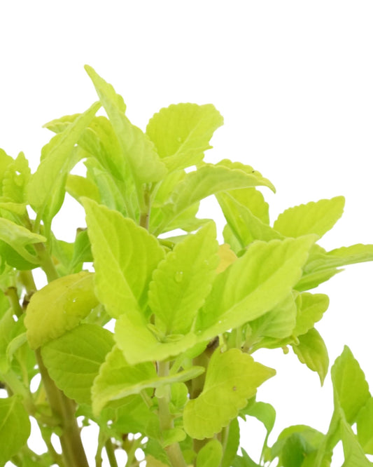 Coleus 'Chartres Street' - The Garden Corner