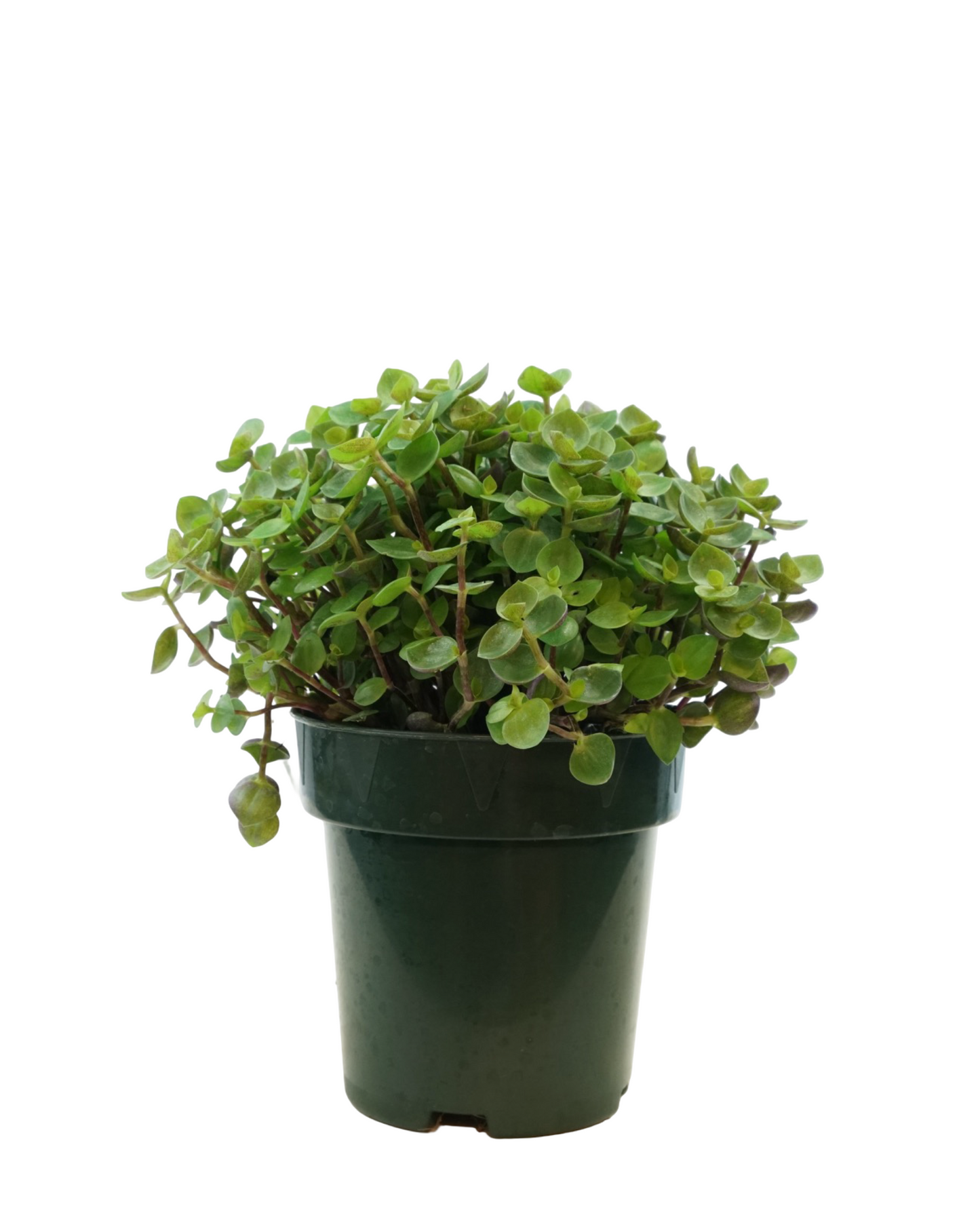Callisia repens 4 inch