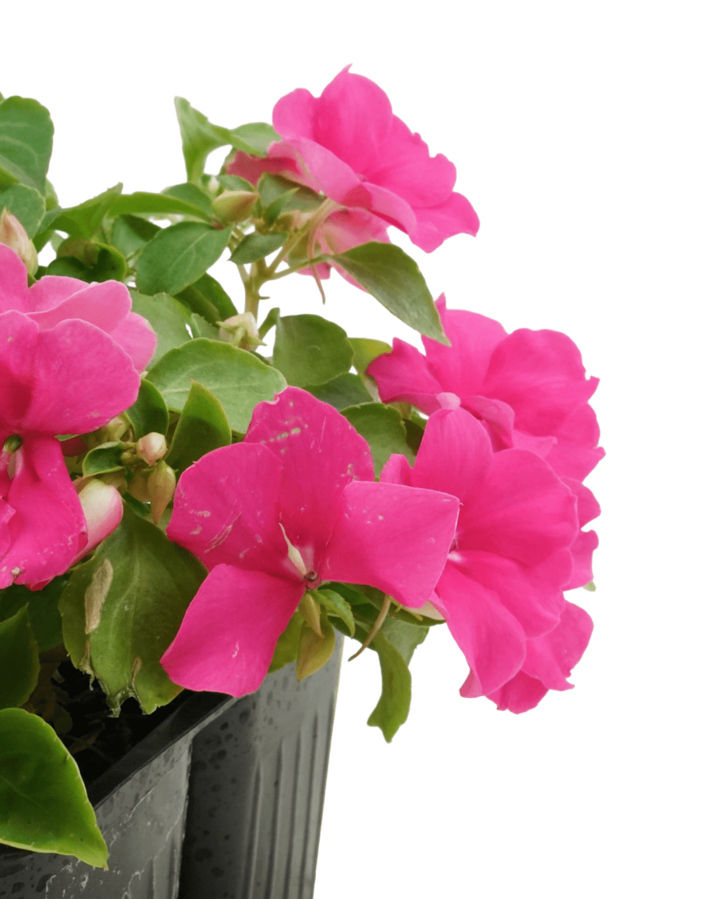Impatiens 'Beacon Rose' - The Garden Corner