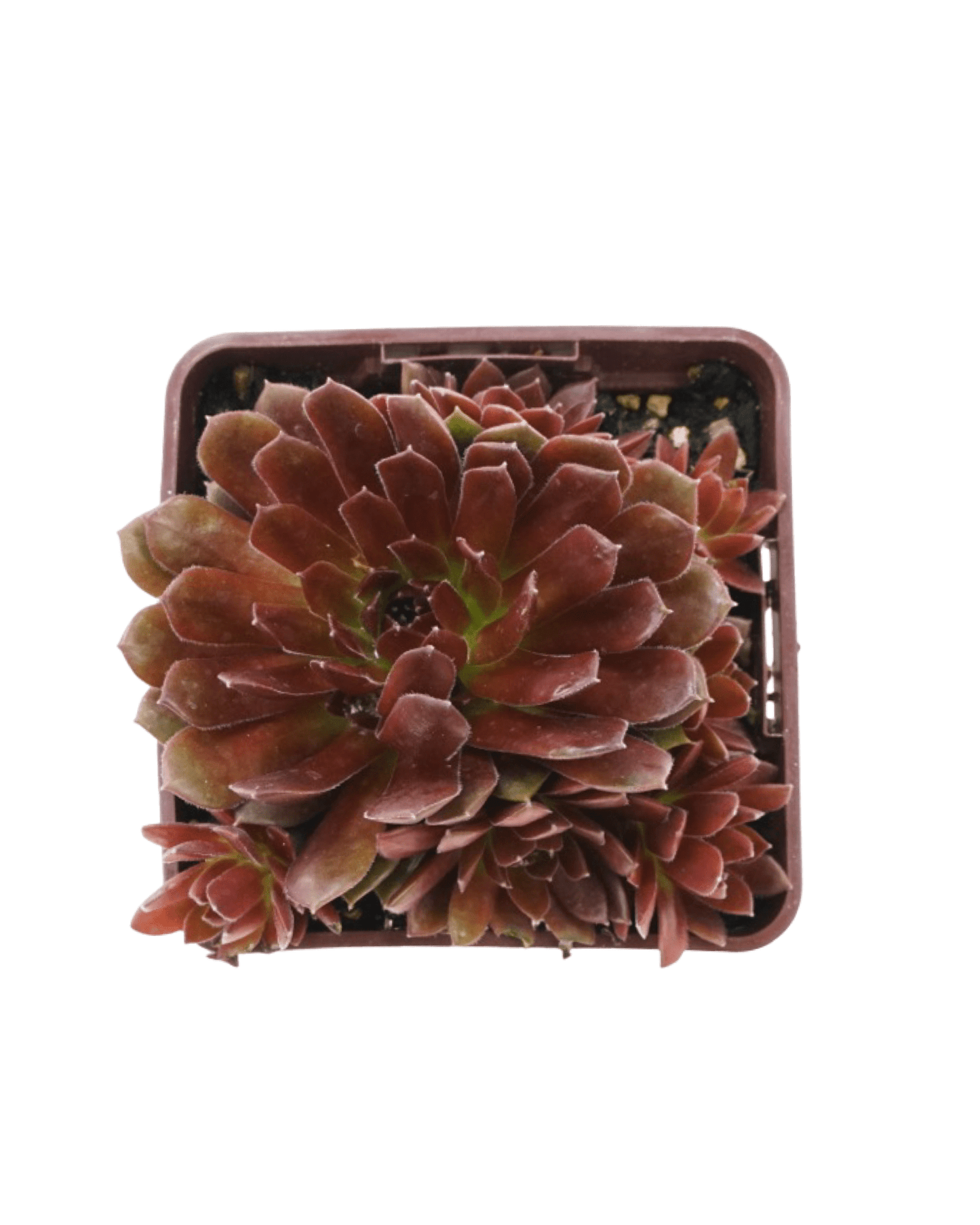 Sempervivum Colorockz® 'Coral Red' - The Garden Corner