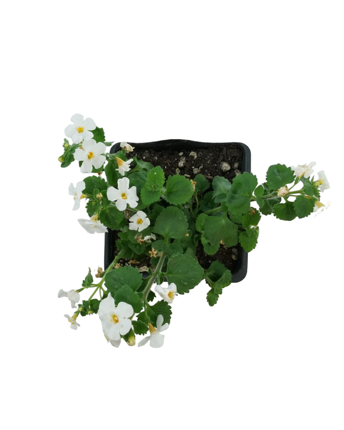 Bacopa 'MegaCopa White'