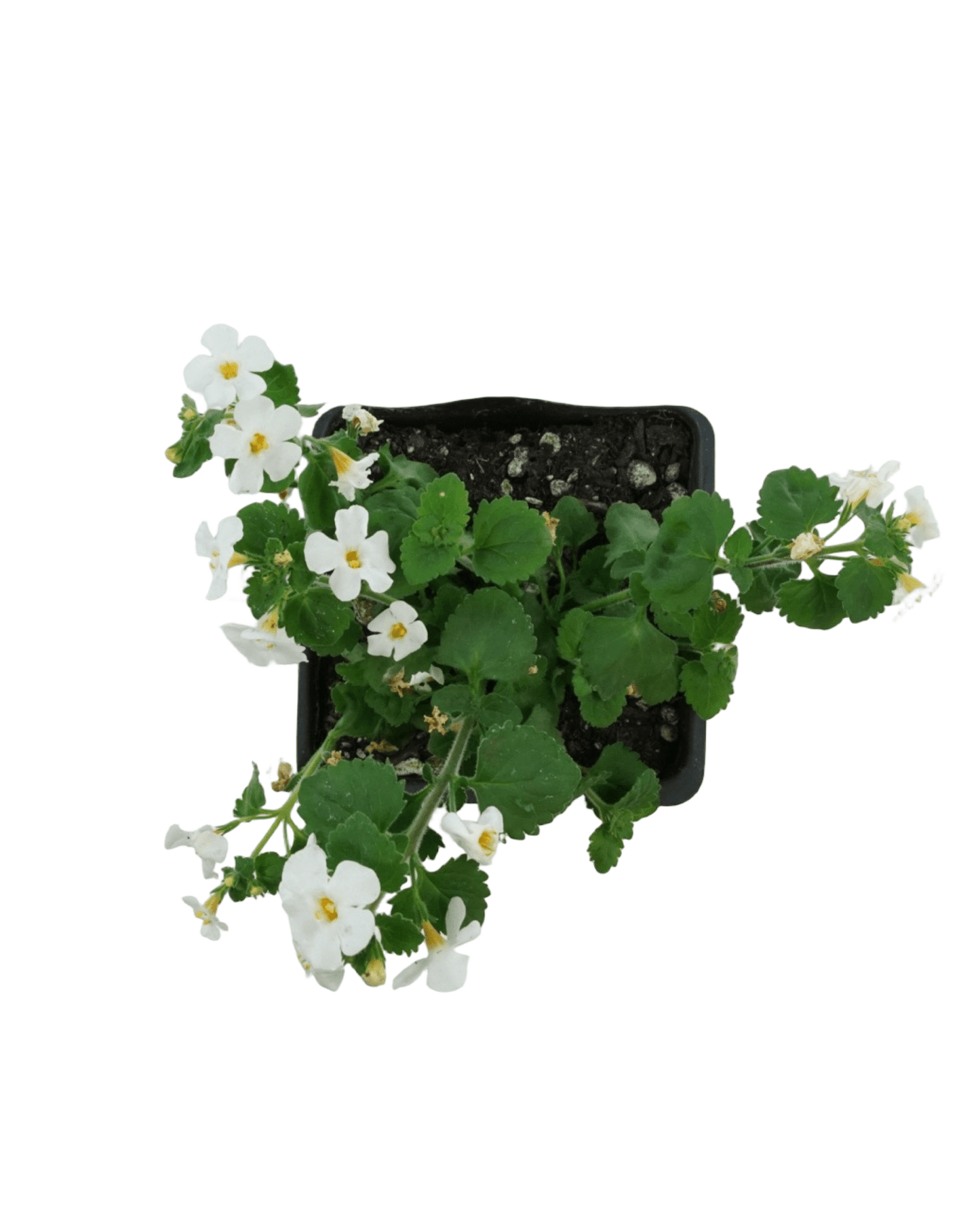 Bacopa 'MegaCopa White' - The Garden Corner