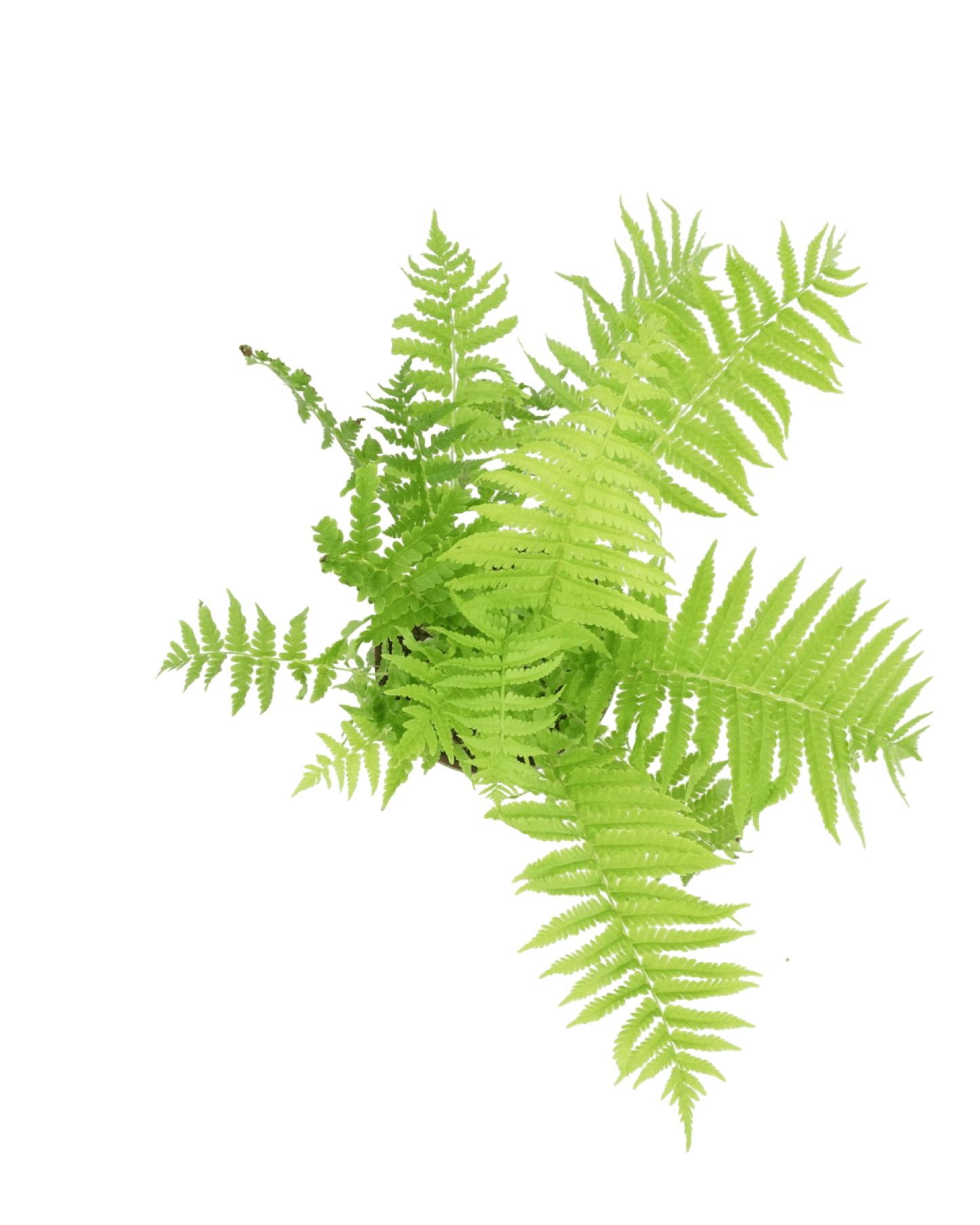 Matteuccia struthiopteris - The Garden Corner