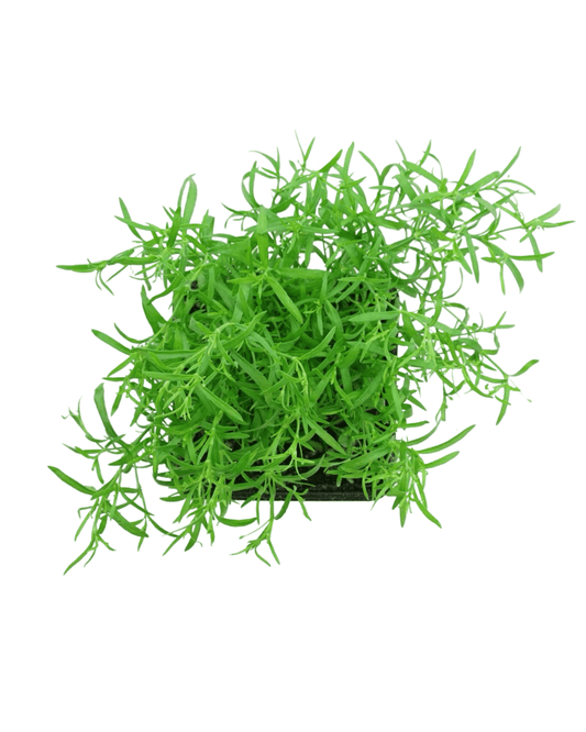 Gypsophila 'Gypsy White' - The Garden Corner