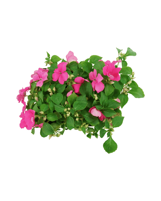 Impatiens 'Beacon Rose' - The Garden Corner