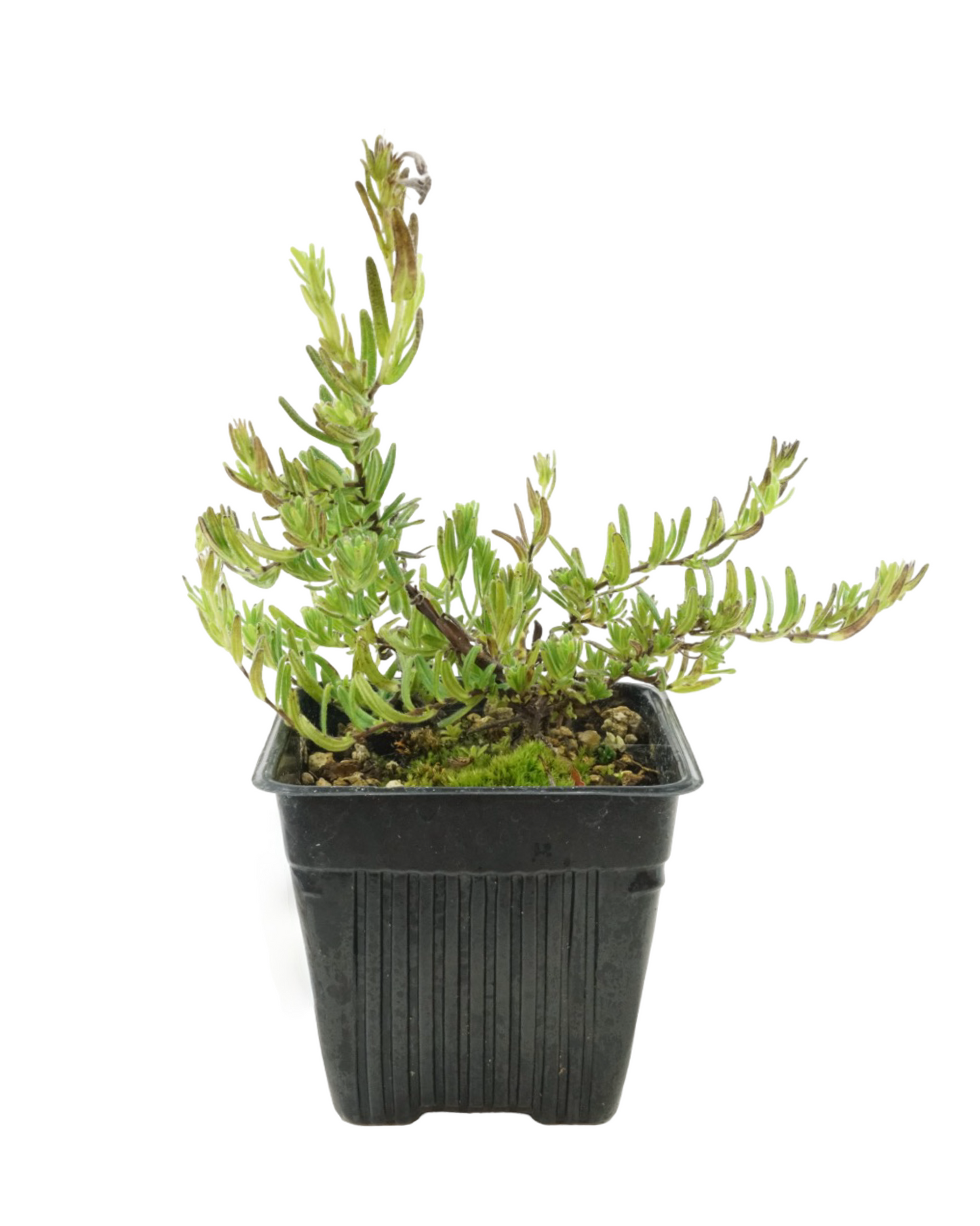 Lithodora diffusa 'Grace Ward'