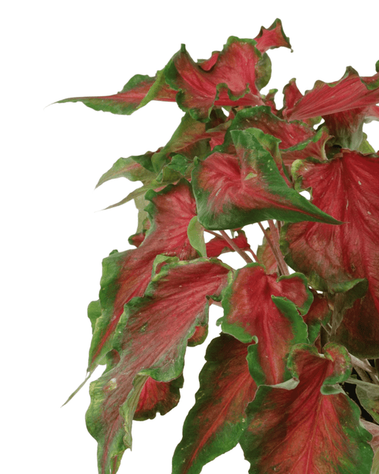 Caladium 'Red Frill' - The Garden Corner