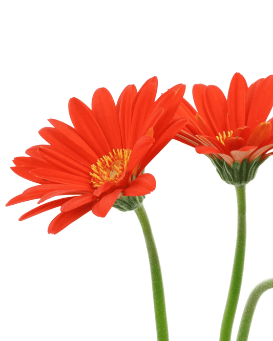 Gerbera garvinea 'Sweet Glow' - The Garden Corner